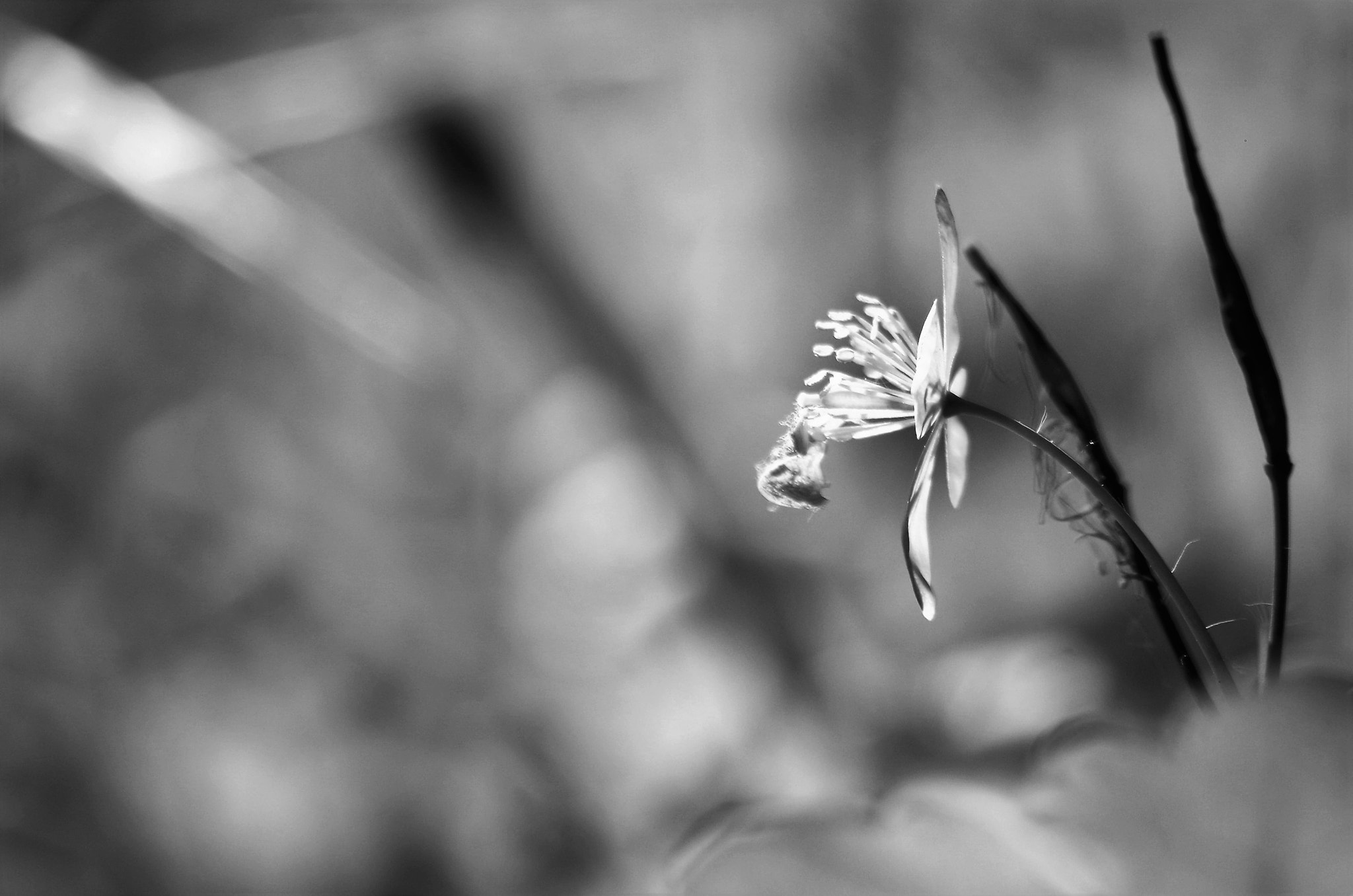 Pentax K-50 + HD Pentax DA 55-300mm F4.0-5.8 ED WR sample photo. Like a poem photography