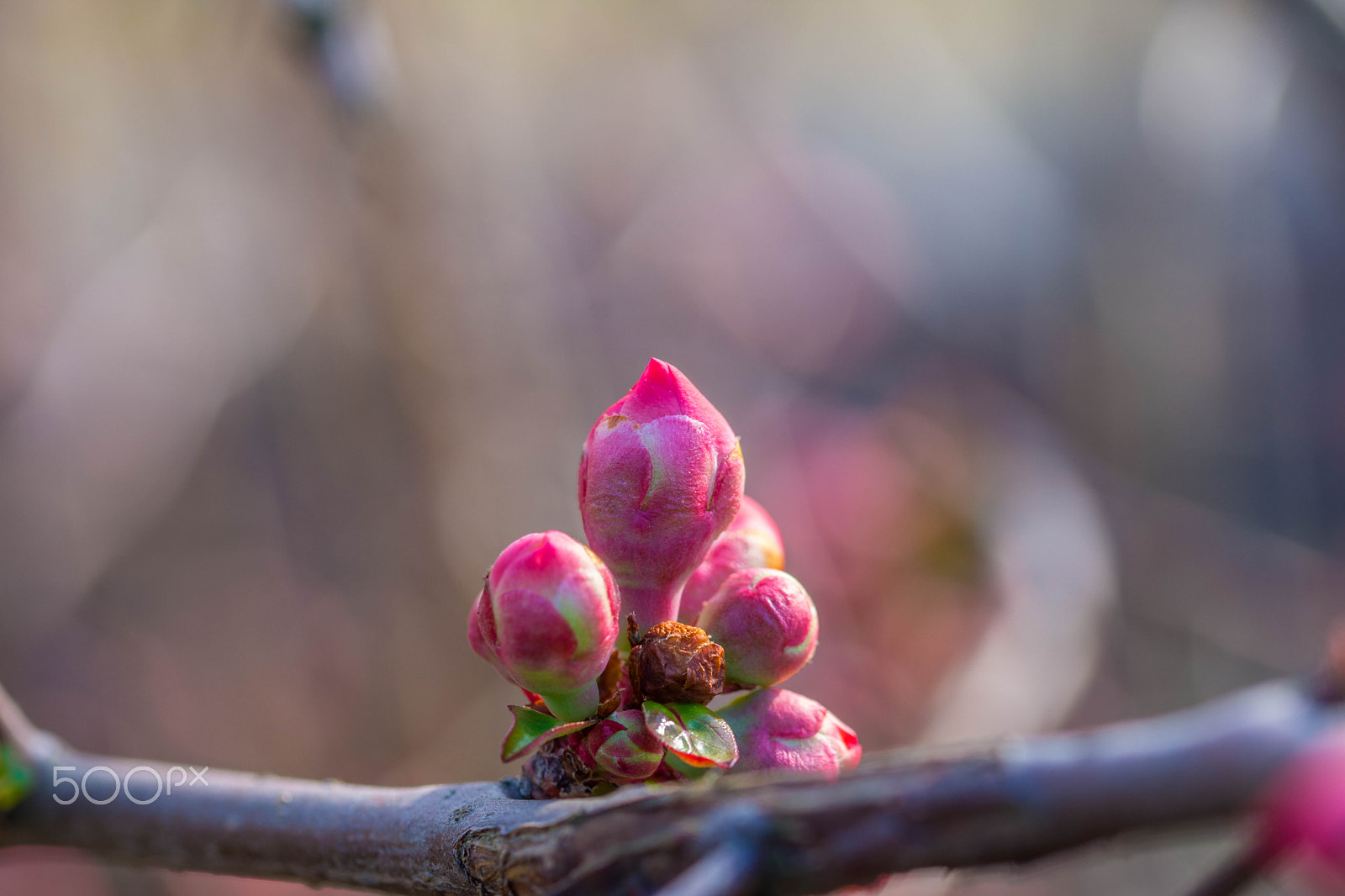 Sigma 105mm F2.8 EX DG OS HSM sample photo. Japanese apple photography