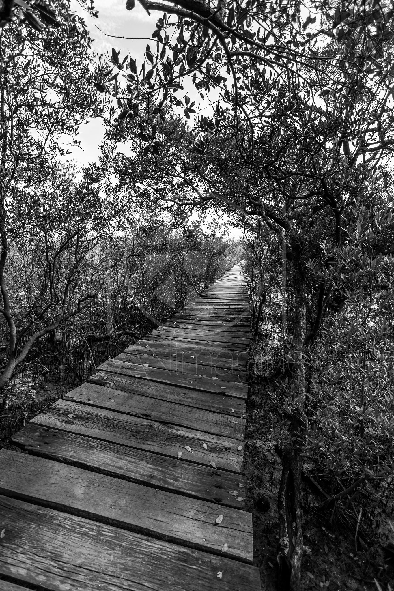 Canon EF-S 10-22mm F3.5-4.5 USM sample photo. La vida pura ! \m/ photography