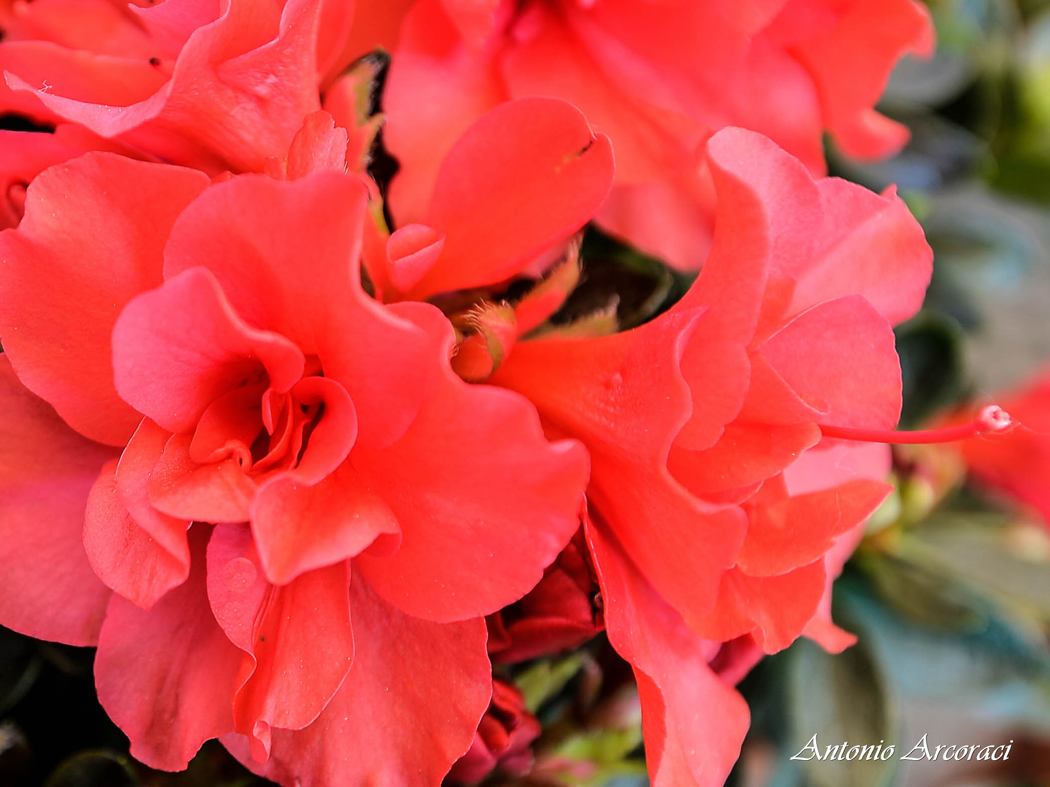 Nikon AF-S Nikkor 16-35mm F4G ED VR sample photo. Azalea colors and shapes photography
