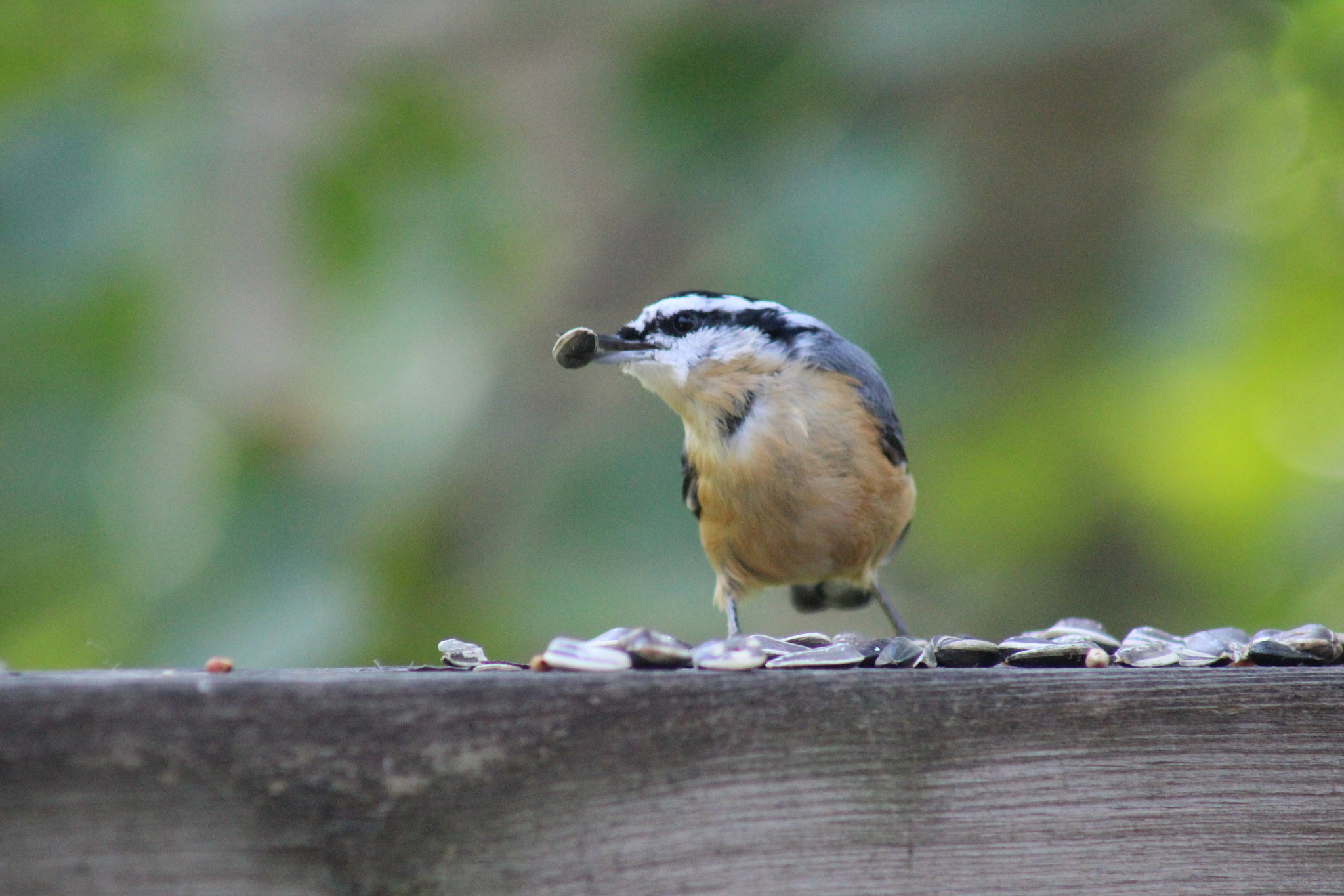 Canon EF 75-300mm f/4-5.6 USM sample photo. Nuthatch snacking photography