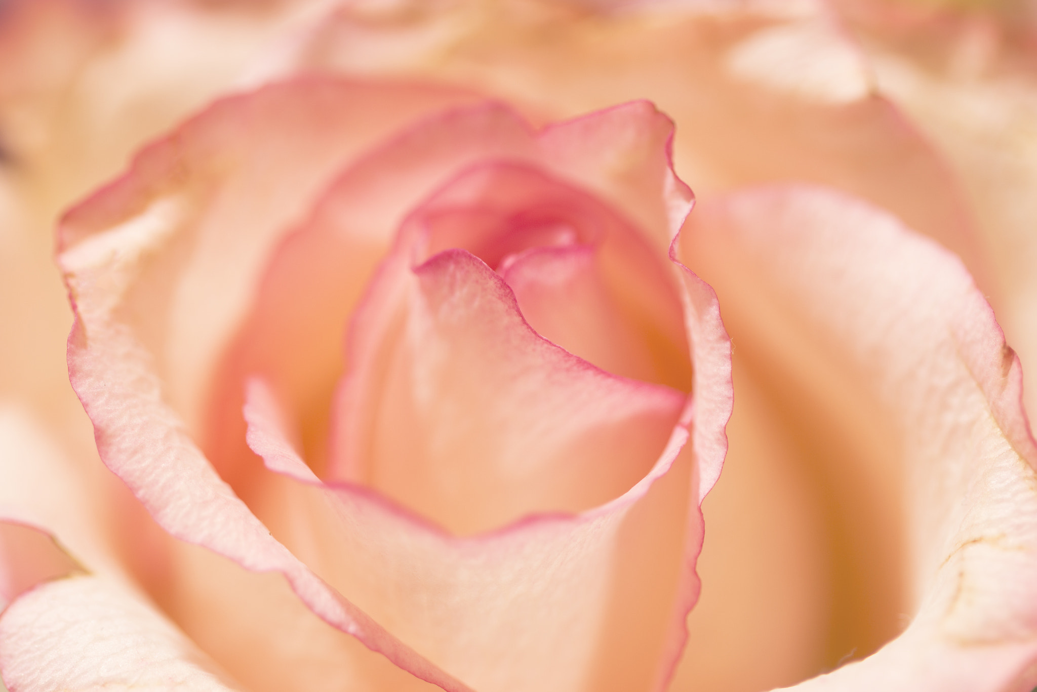 Canon EOS 700D (EOS Rebel T5i / EOS Kiss X7i) sample photo. Pastel pink rose photography