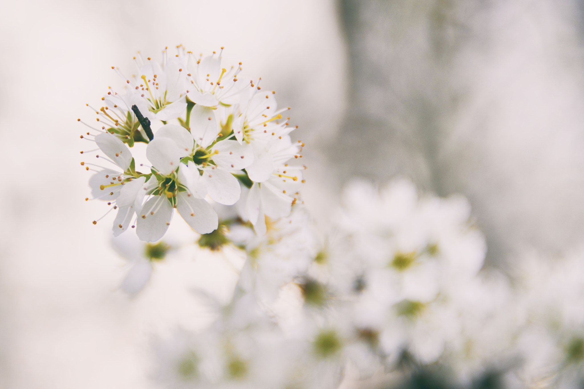 Nikon D800 + AF Zoom-Nikkor 24-50mm f/3.3-4.5 sample photo. Spring photography