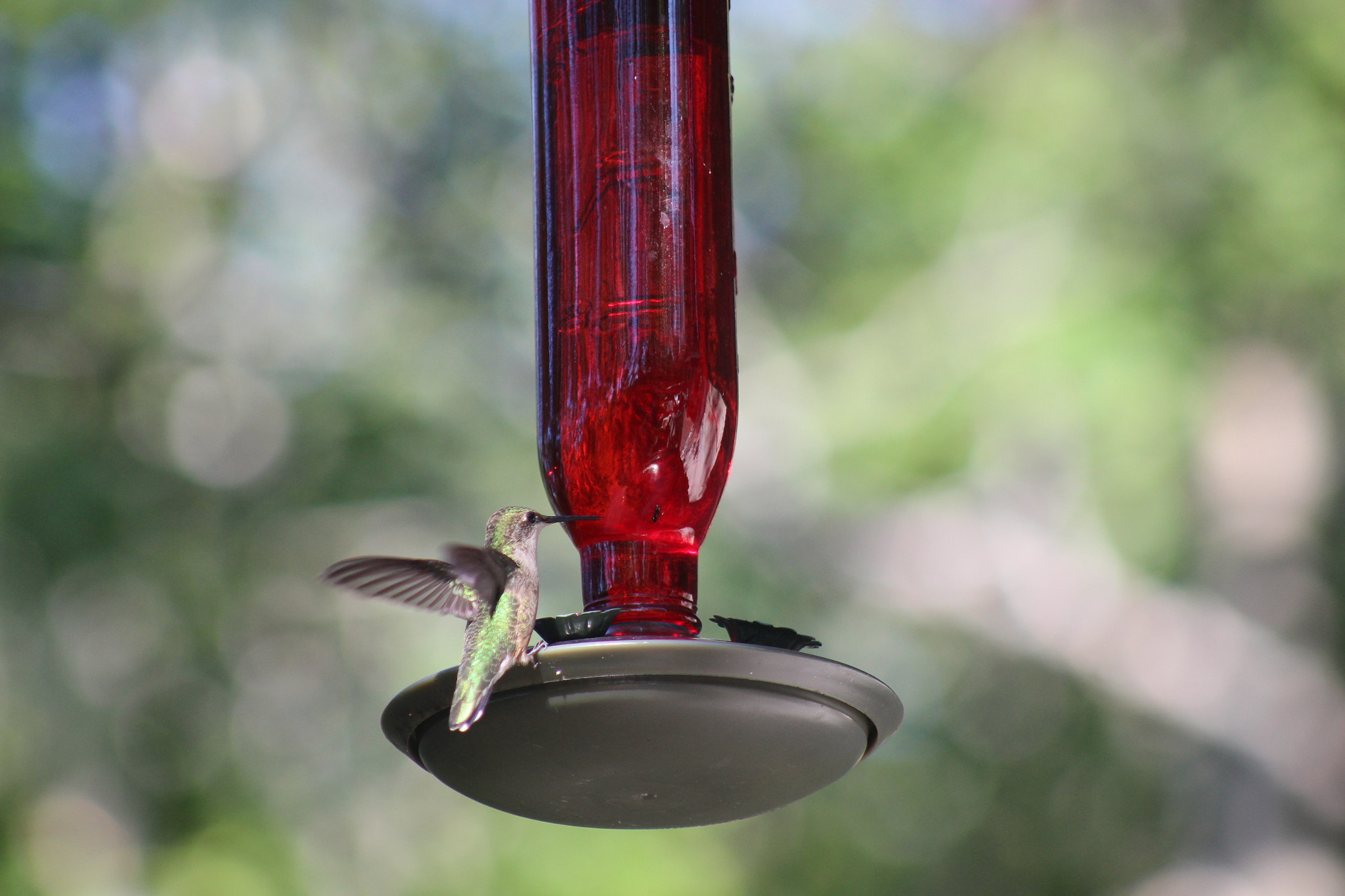 Canon EF 75-300mm f/4-5.6 USM sample photo. Hmmm bird photography