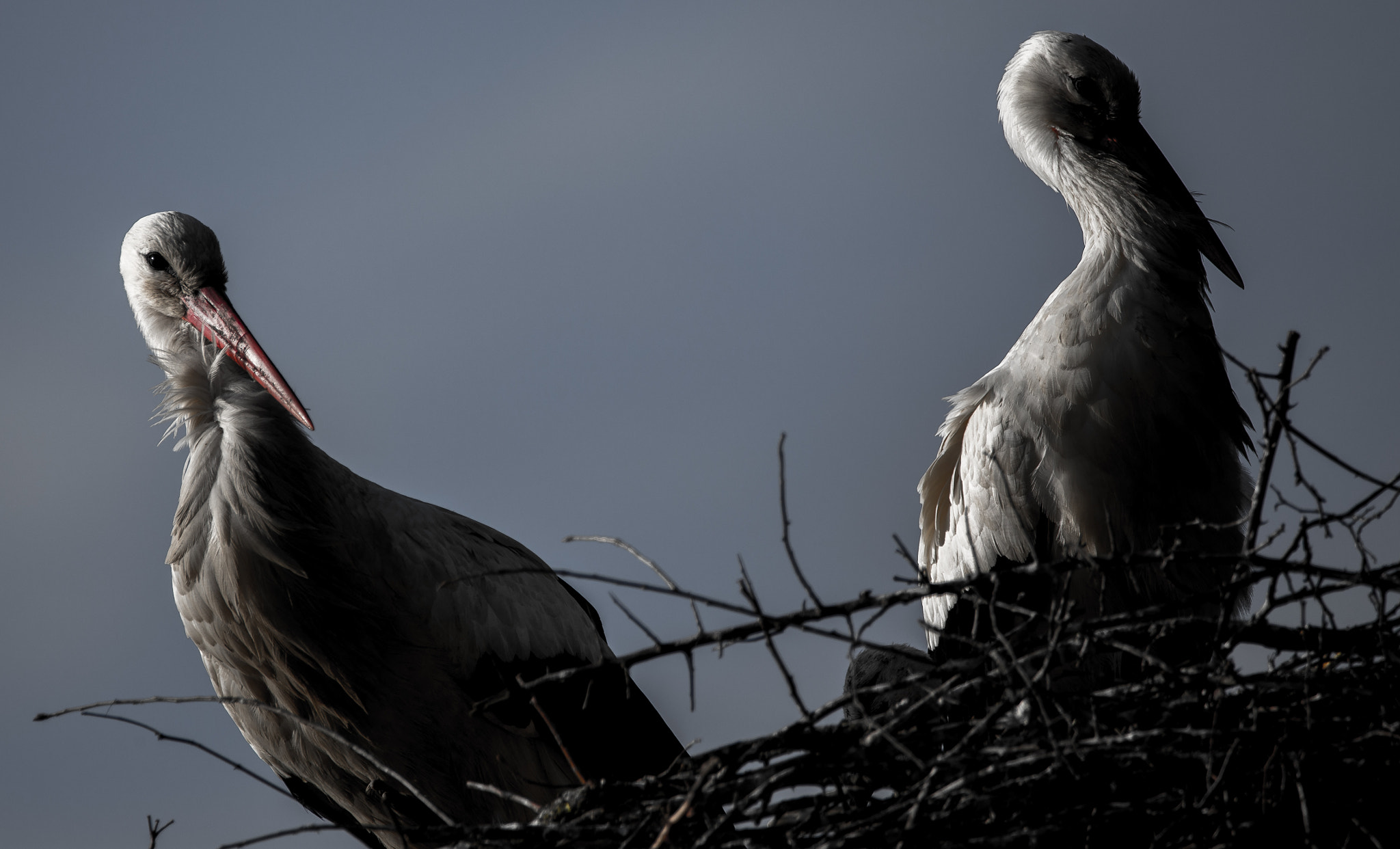 Canon EOS 6D sample photo. Storks have arrived in the neighborhood! photography