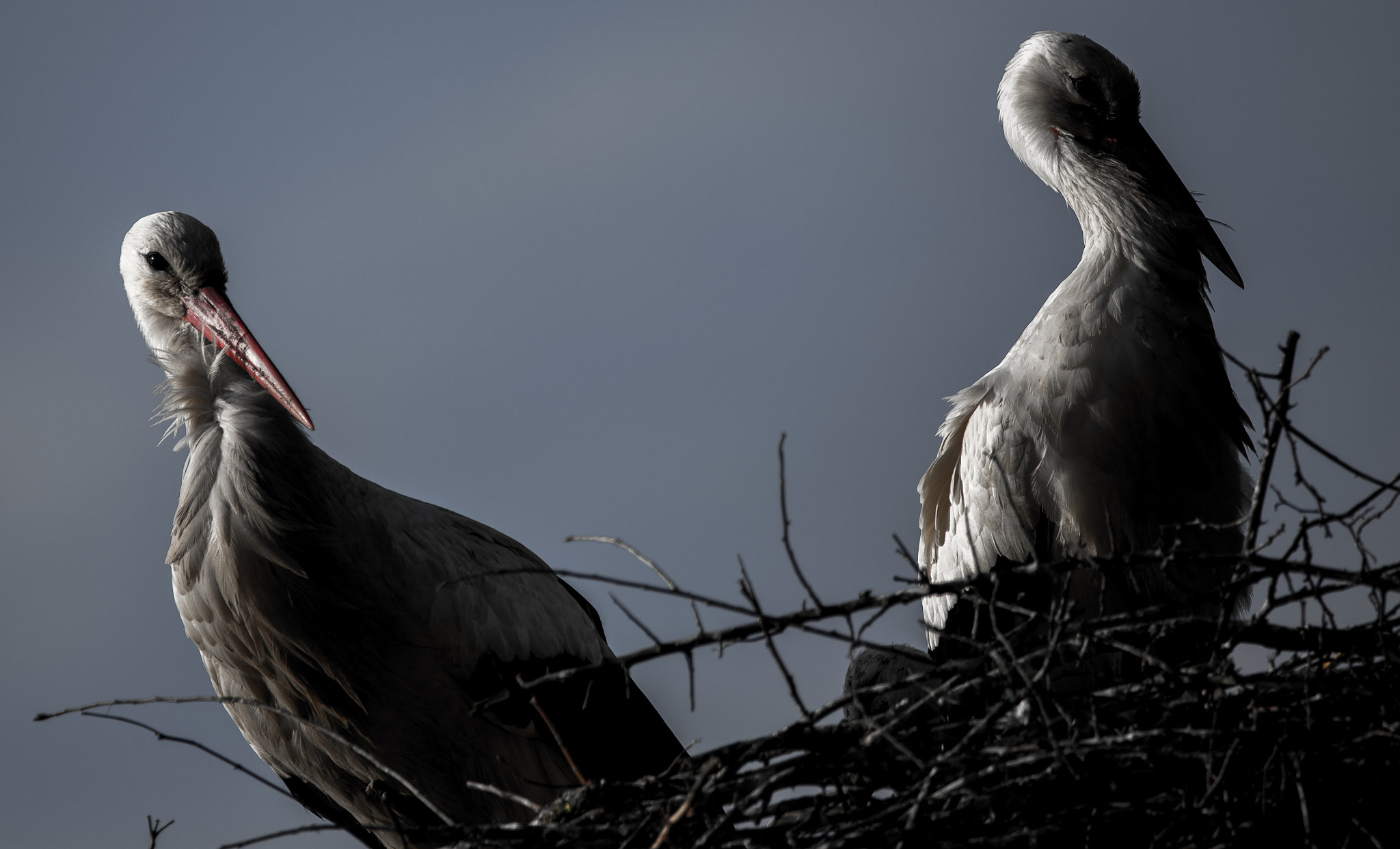 150-600mm F5-6.3 DG OS HSM | Contemporary 015 sample photo. Storks have arrived in the neighborhood! photography