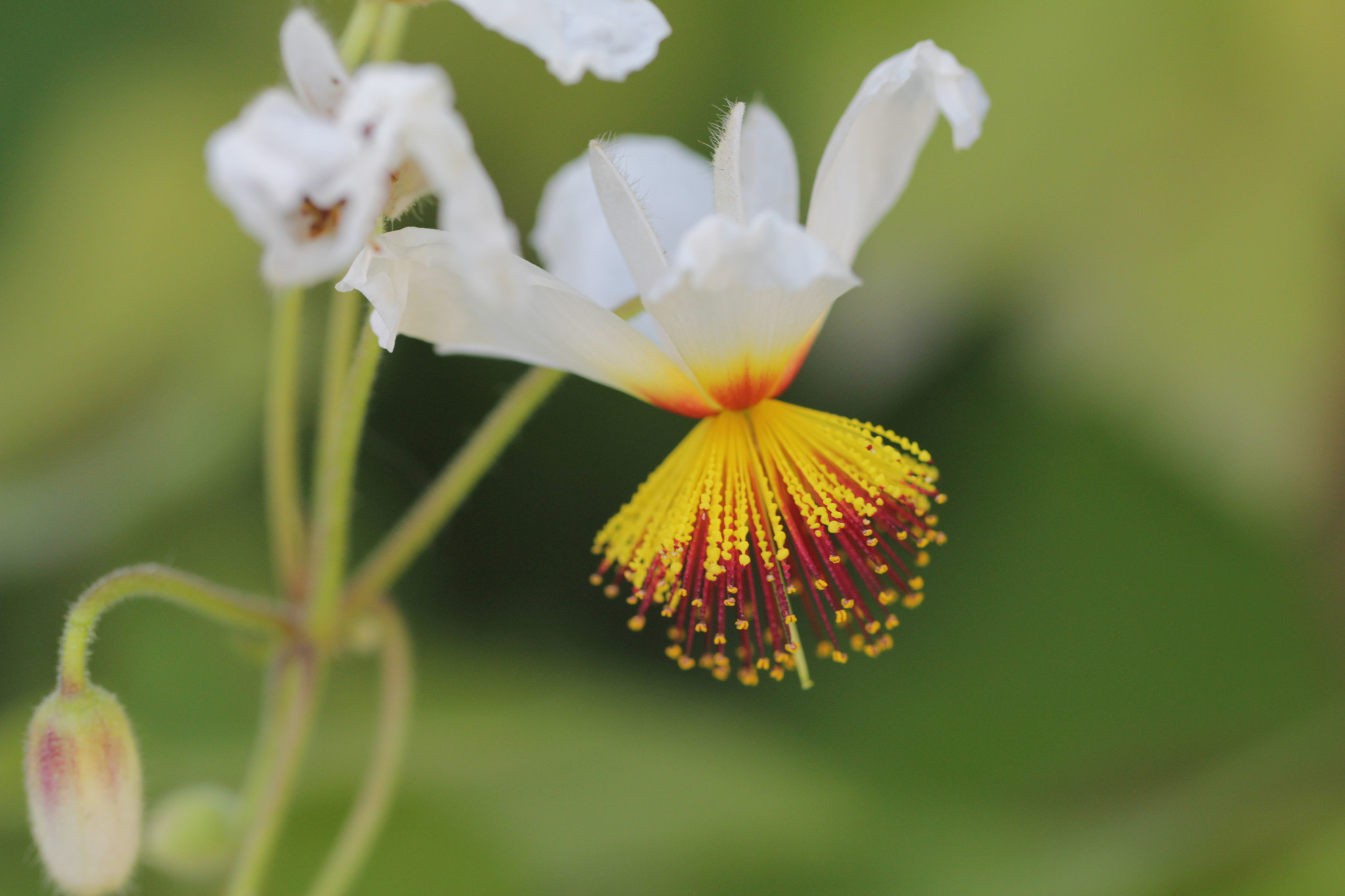 Canon EF 100mm F2.8L Macro IS USM sample photo. Goyave photography