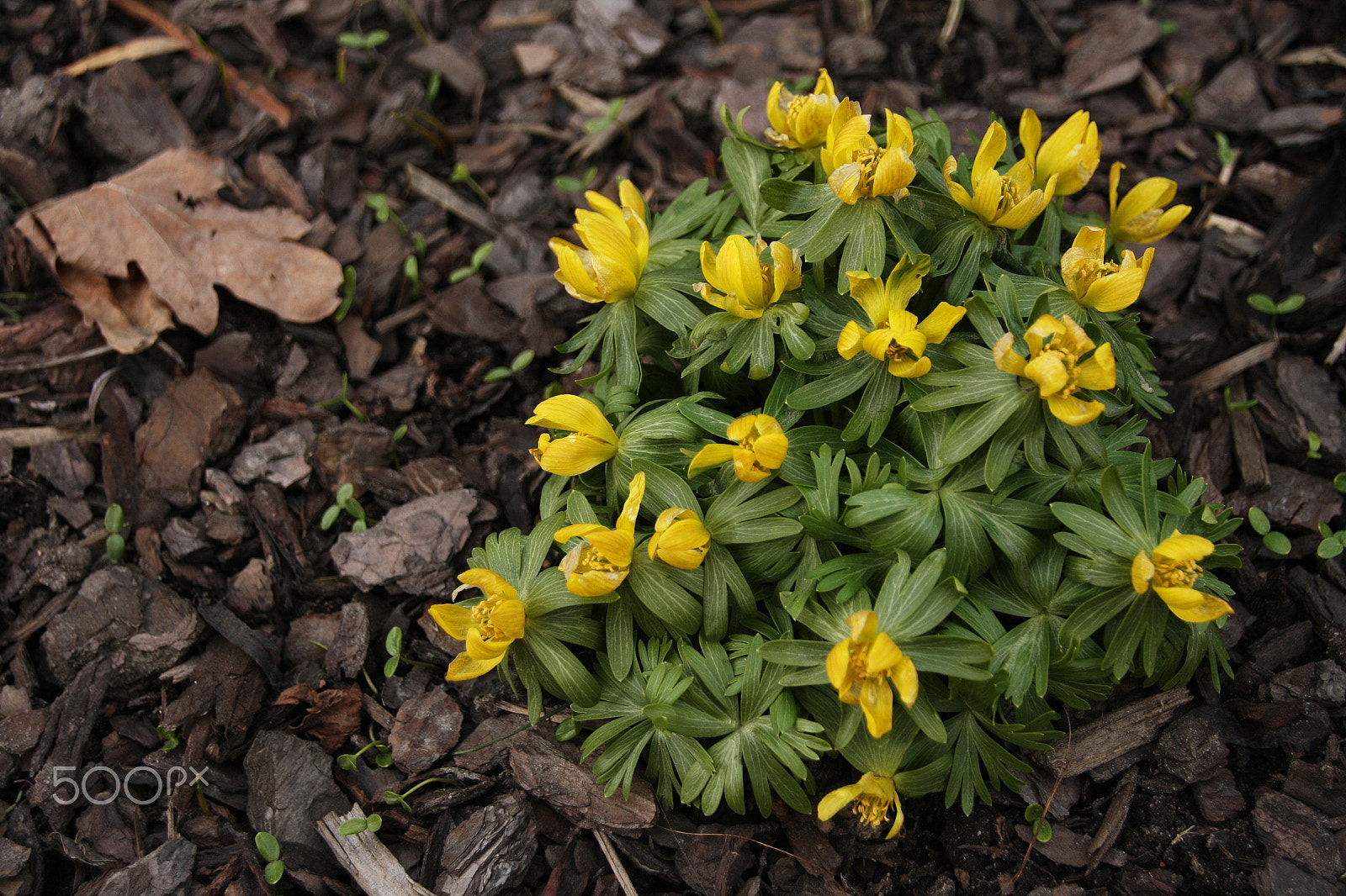 Canon EOS 1000D (EOS Digital Rebel XS / EOS Kiss F) sample photo. Eranthis hyemalis photography