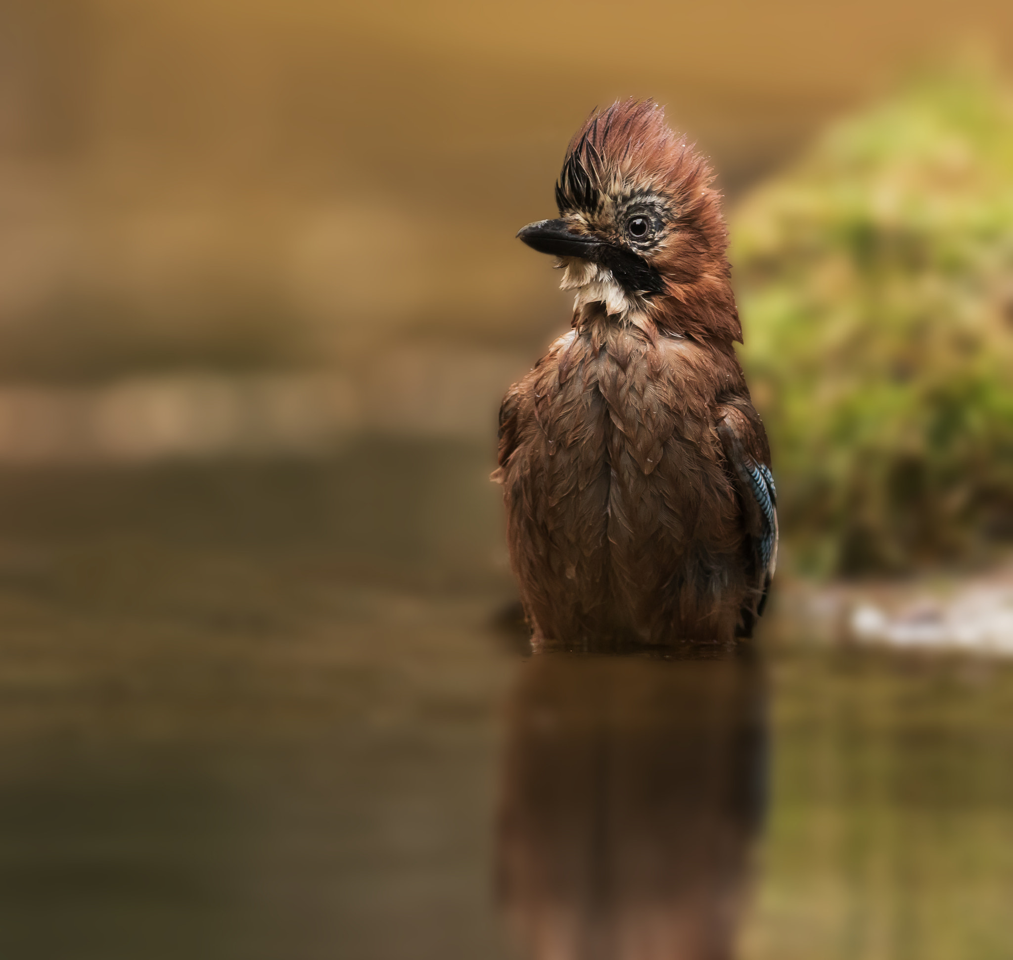 Canon EF 300mm F2.8L IS USM sample photo. Eurasian jay photography