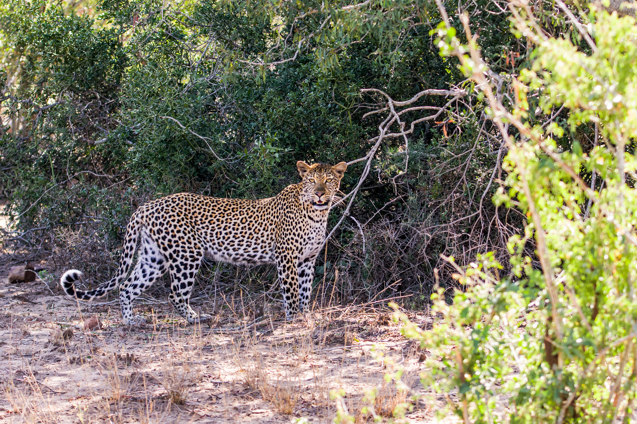 Pentax K-3 sample photo. Leopardess 2 photography