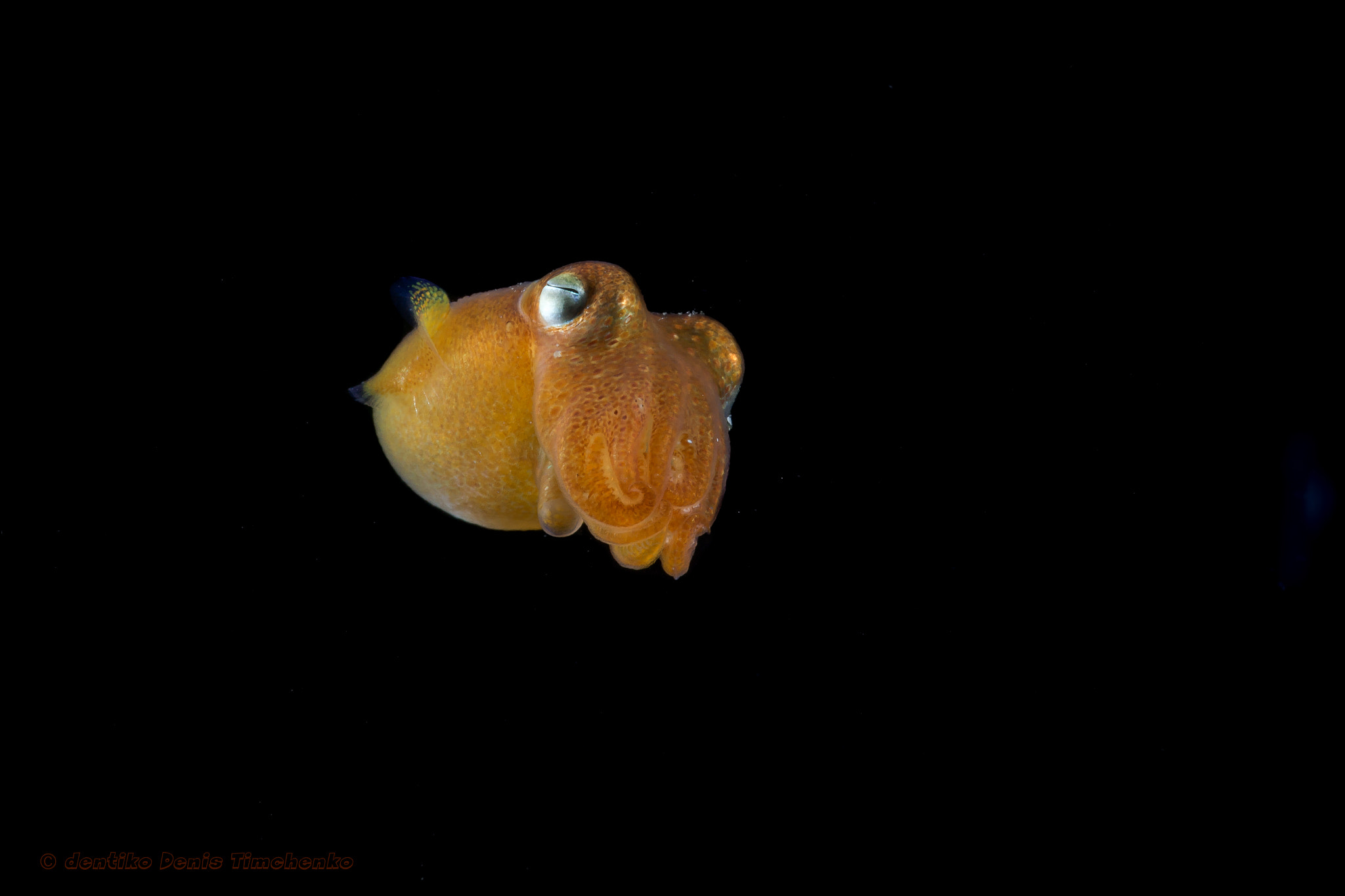 Sony Alpha NEX-7 + Sony E 30mm F3.5 Macro sample photo. Bobtail squid photography