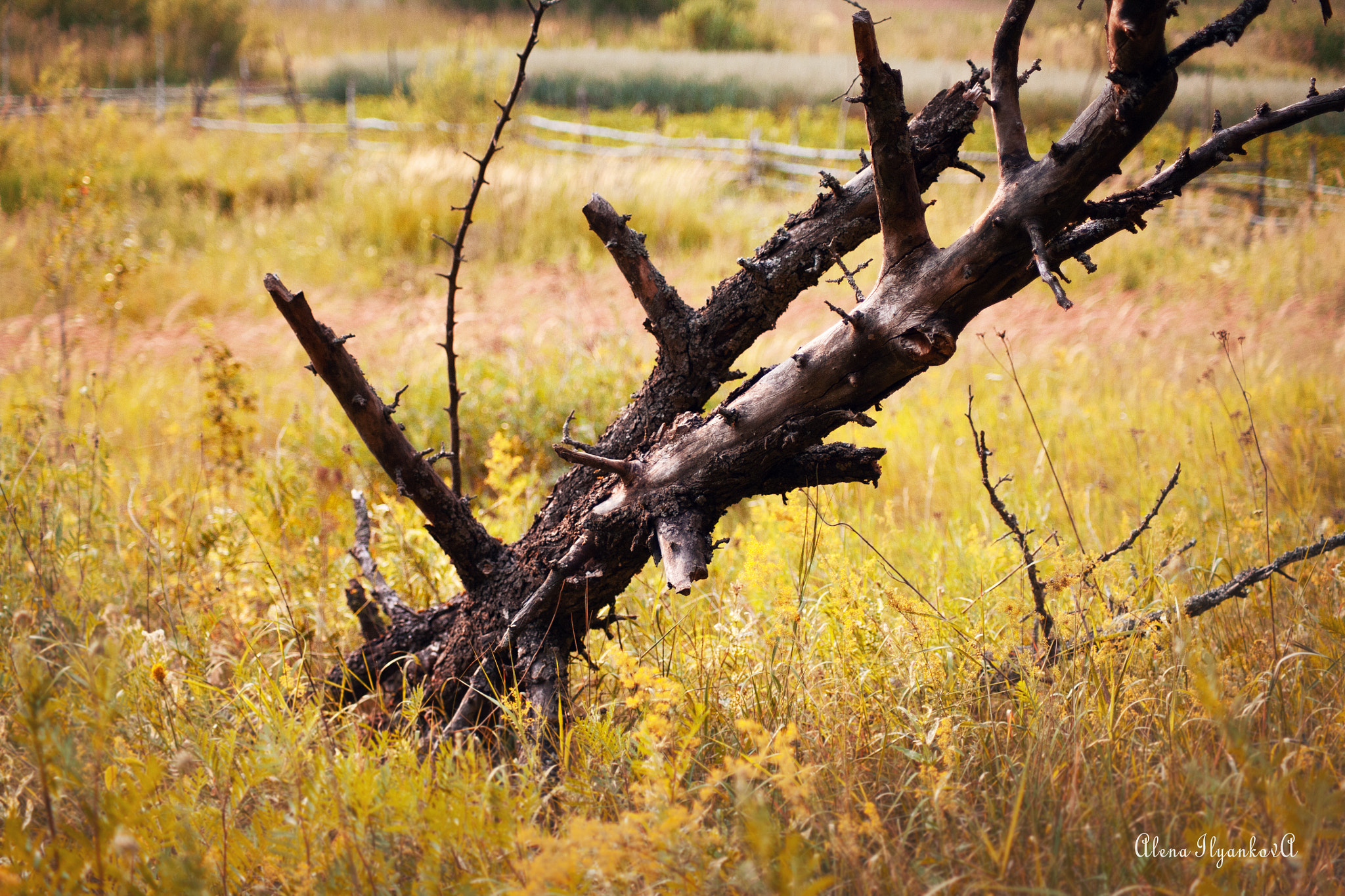 Canon EOS 5D sample photo. моя природа photography