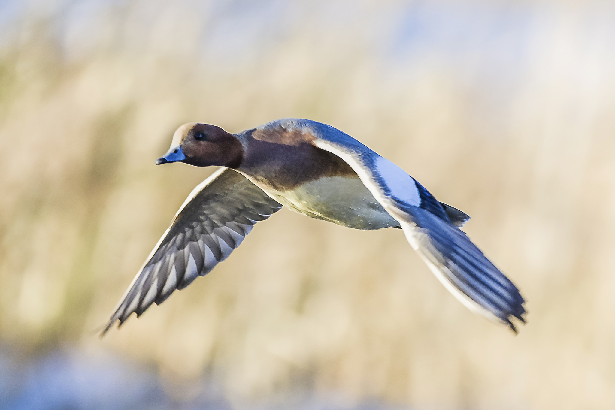 Nikon D7100 sample photo. Goose photography