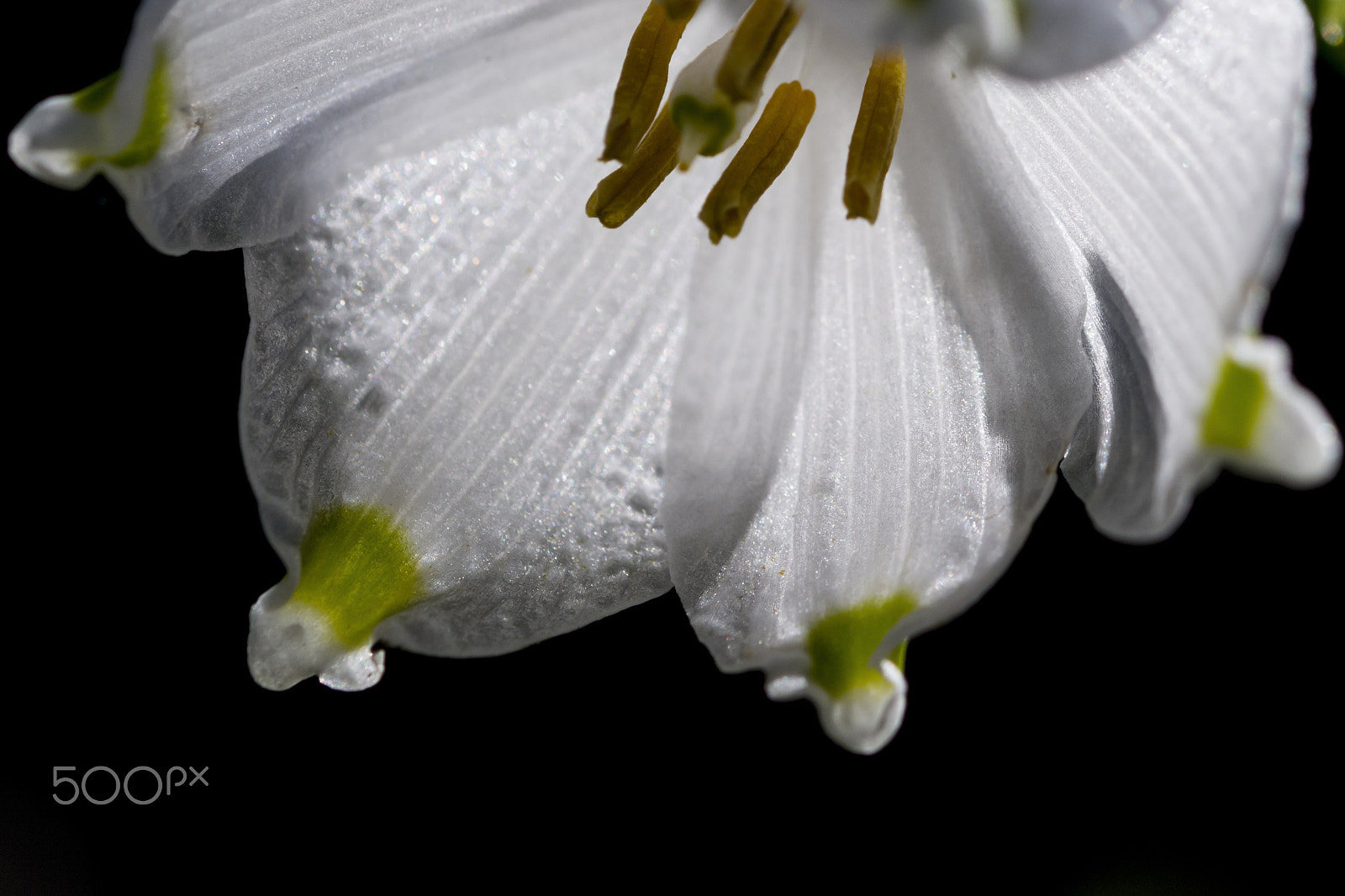 Sigma 105mm F2.8 EX DG OS HSM sample photo. Leucojum vernum photography