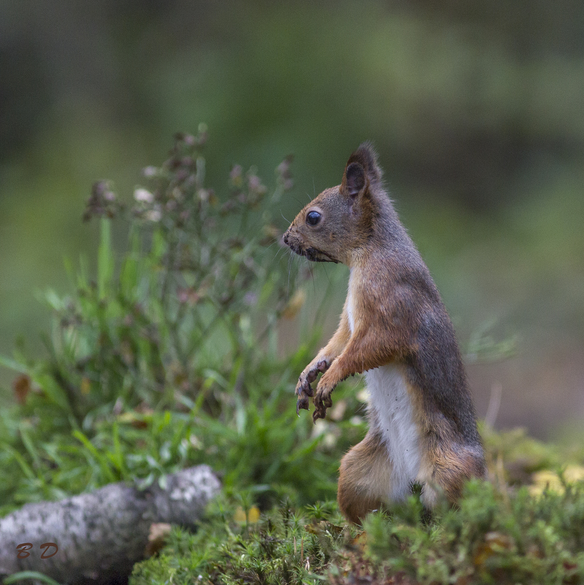 Canon EF 300mm F4L IS USM sample photo. Muddy squirrel photography