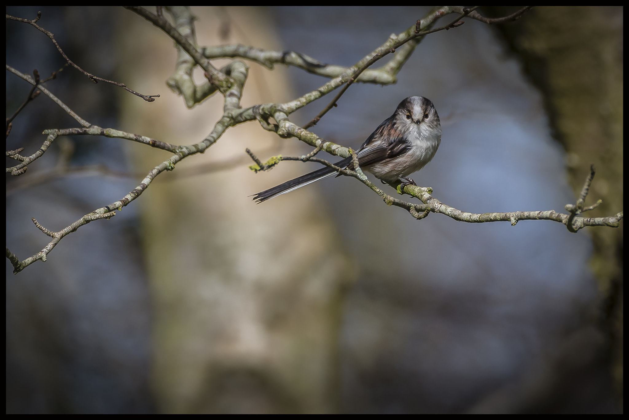 Nikon D750 + Sigma 150-600mm F5-6.3 DG OS HSM | C sample photo. Long tailed tit photography