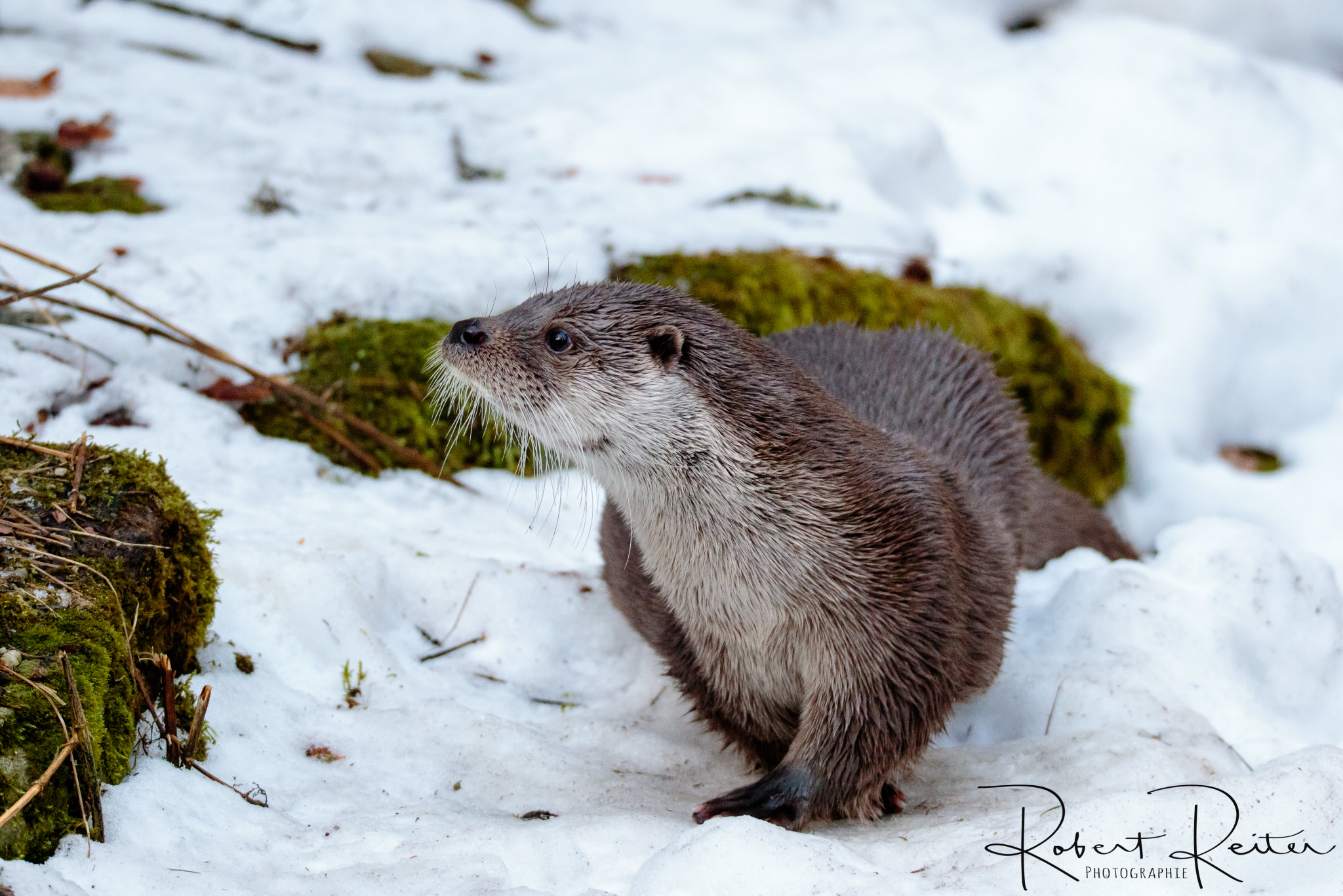 150-600mm F5-6.3 DG OS HSM | Sports 014 sample photo. Otter photography
