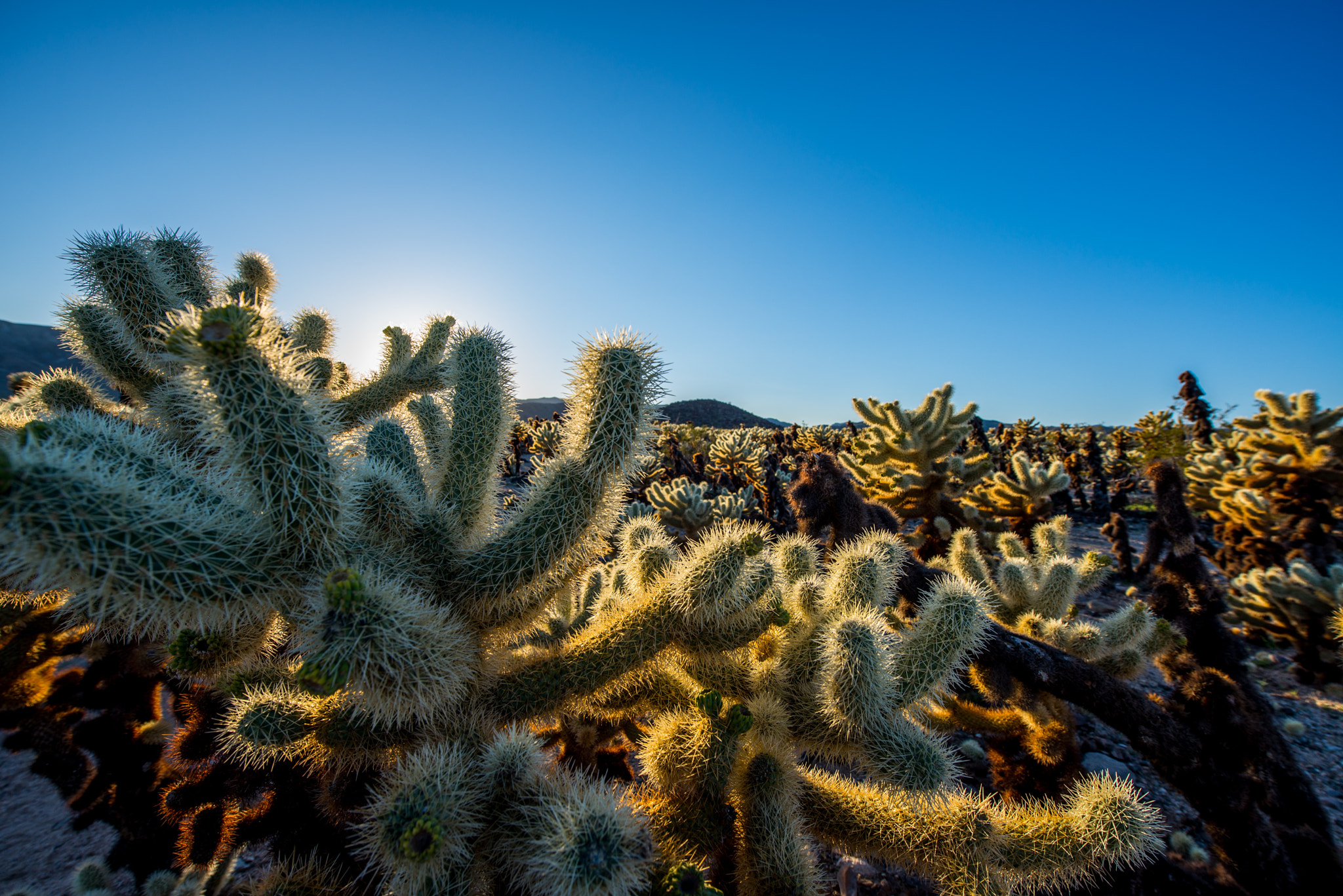 Nikon AF-S Nikkor 14-24mm F2.8G ED sample photo. A different kind of garden photography