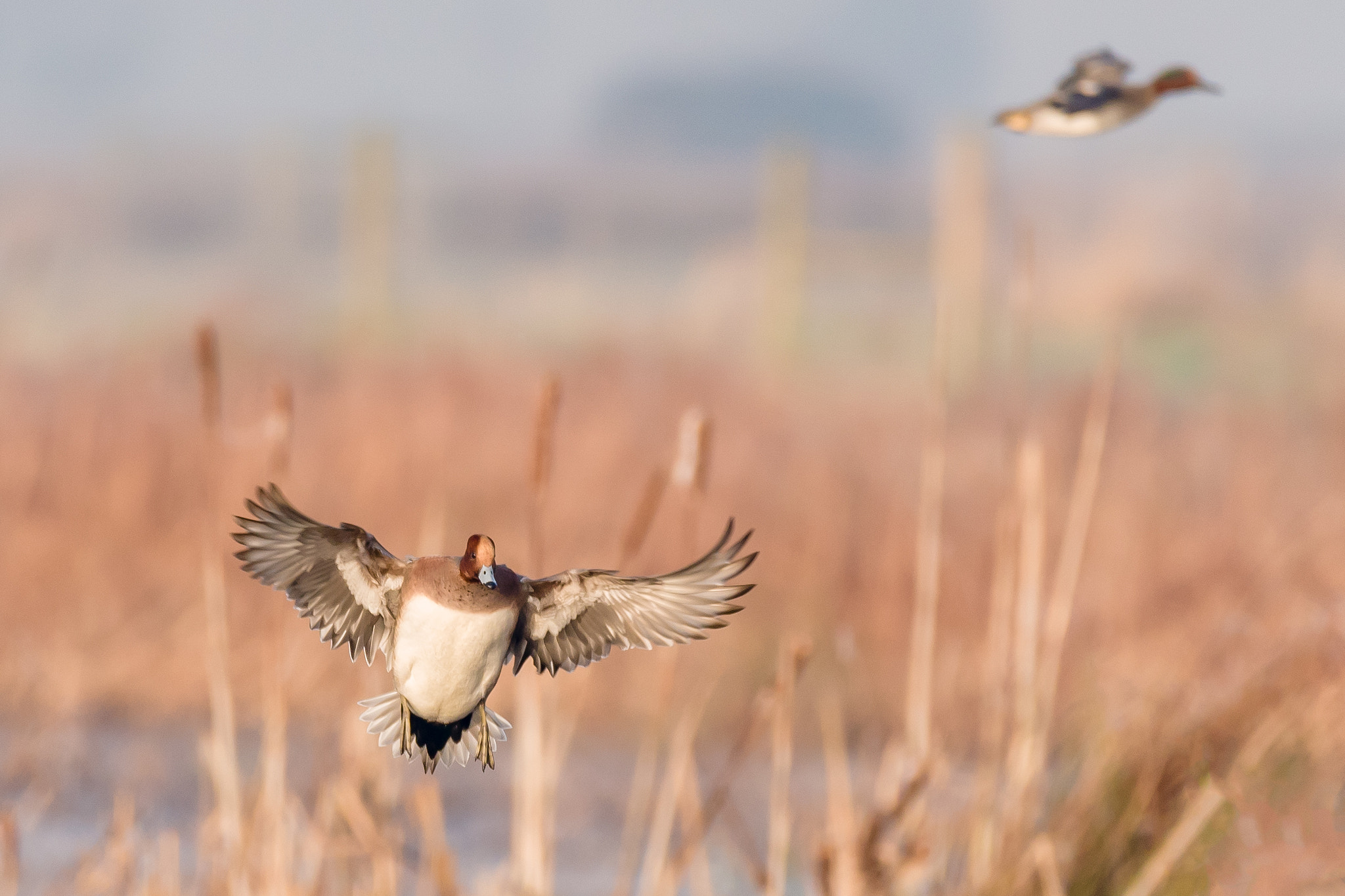 Sigma 150-600mm F5-6.3 DG OS HSM | C sample photo. Teal photography