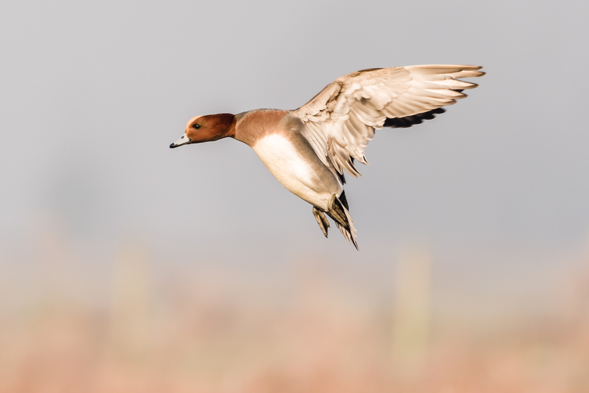 Sigma 150-600mm F5-6.3 DG OS HSM | C sample photo. Teal photography