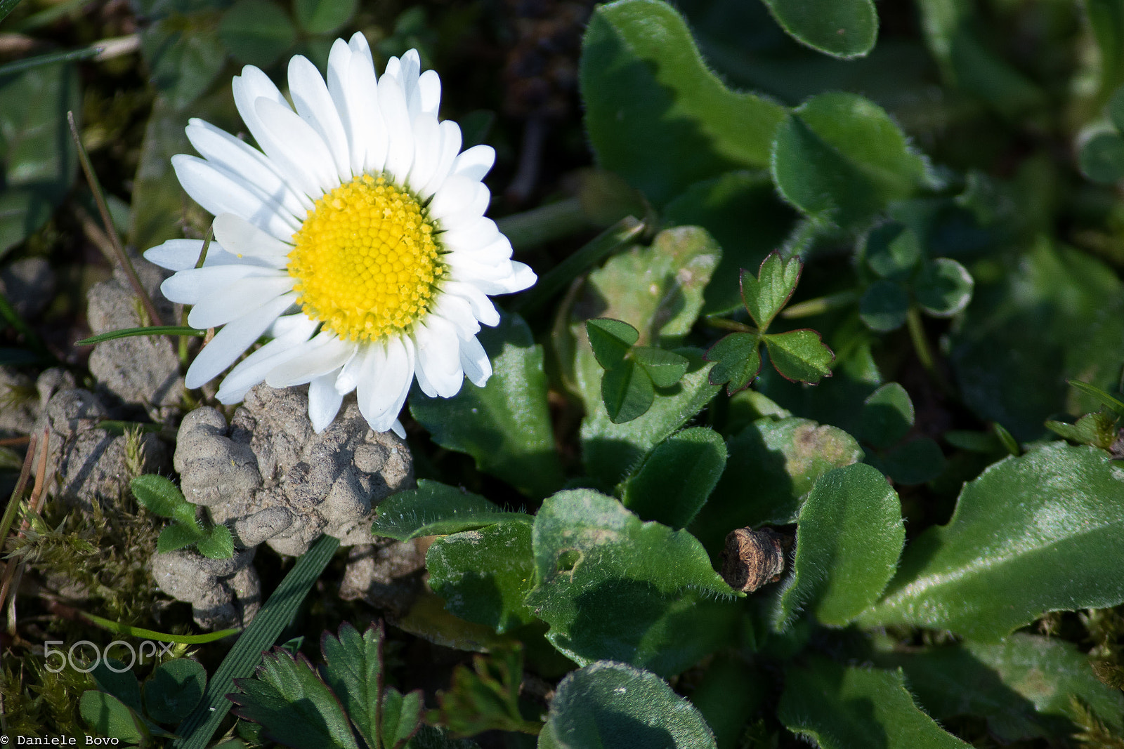 Canon EOS 750D (EOS Rebel T6i / EOS Kiss X8i) + Canon EF-S 55-250mm F4-5.6 IS II sample photo. Daisy remember that it is beautiful this planet photography