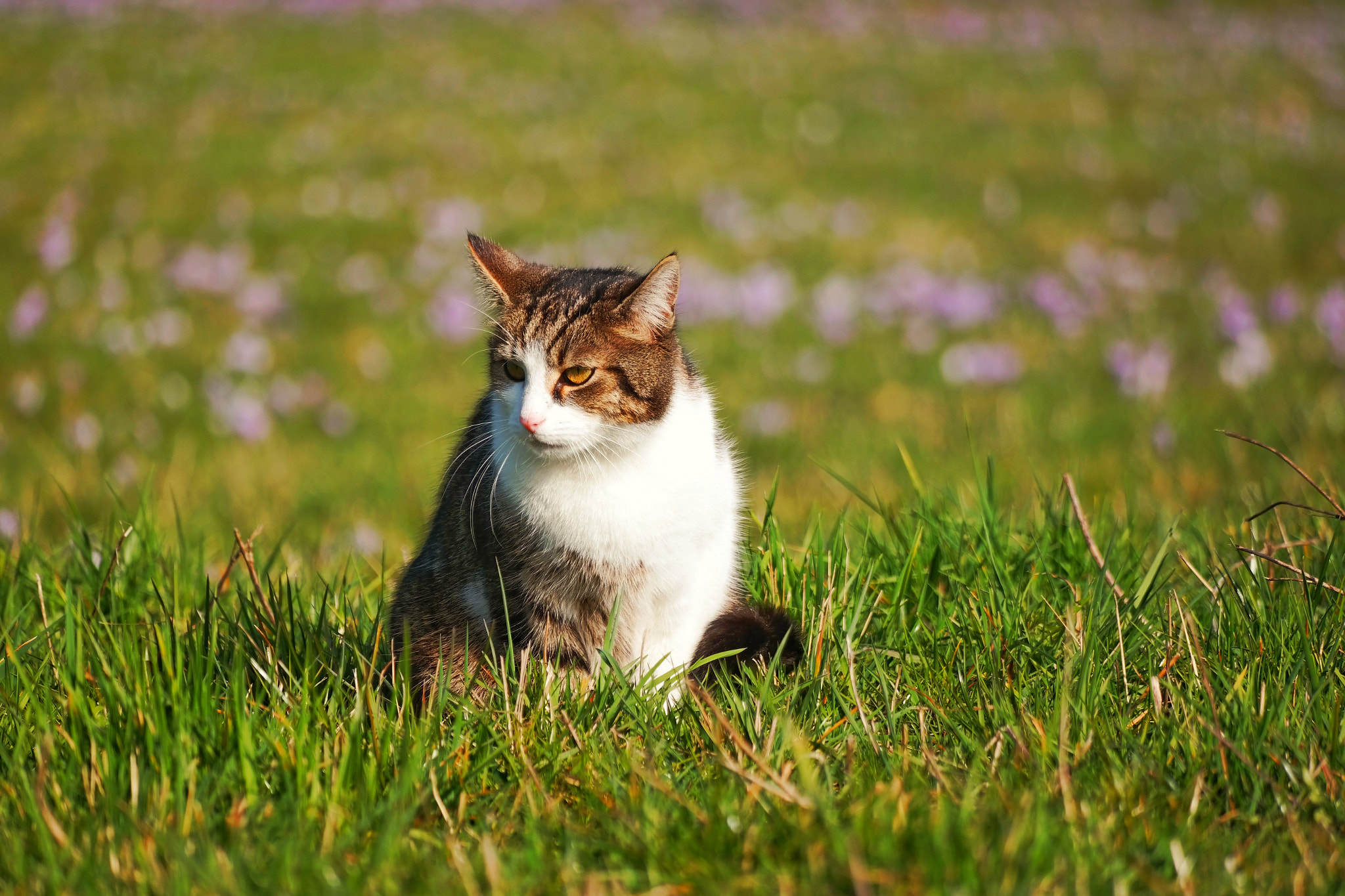 Samsung NX300M sample photo. Cat photography