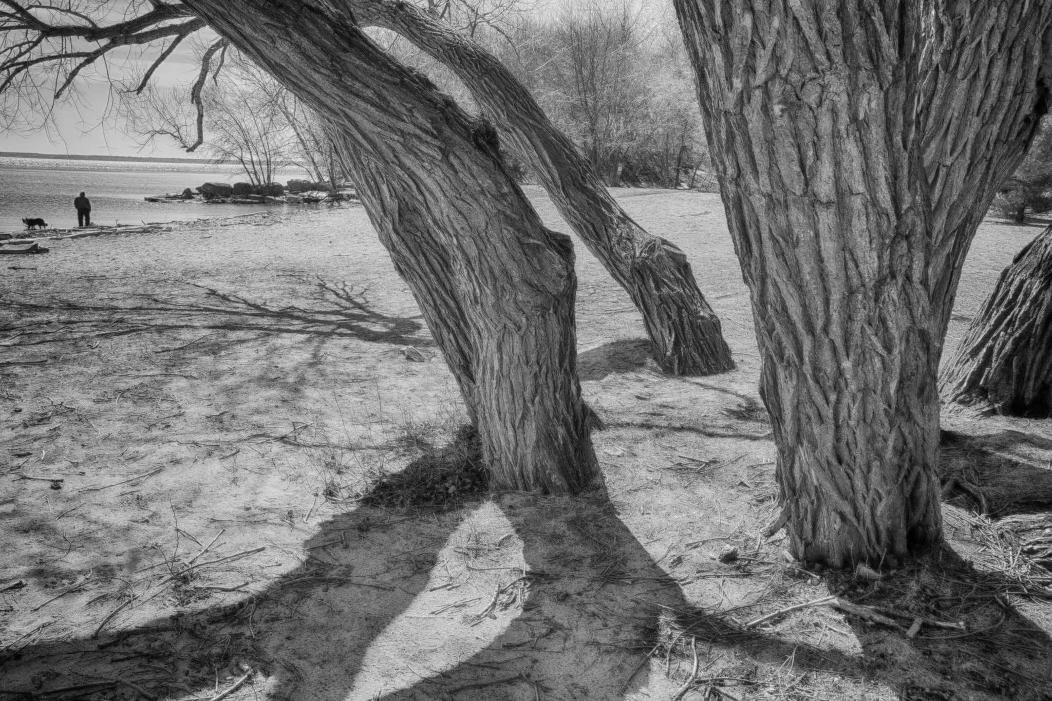 Sigma 18-250mm F3.5-6.3 DC Macro OS HSM sample photo. My favourite bronte tree - another view photography