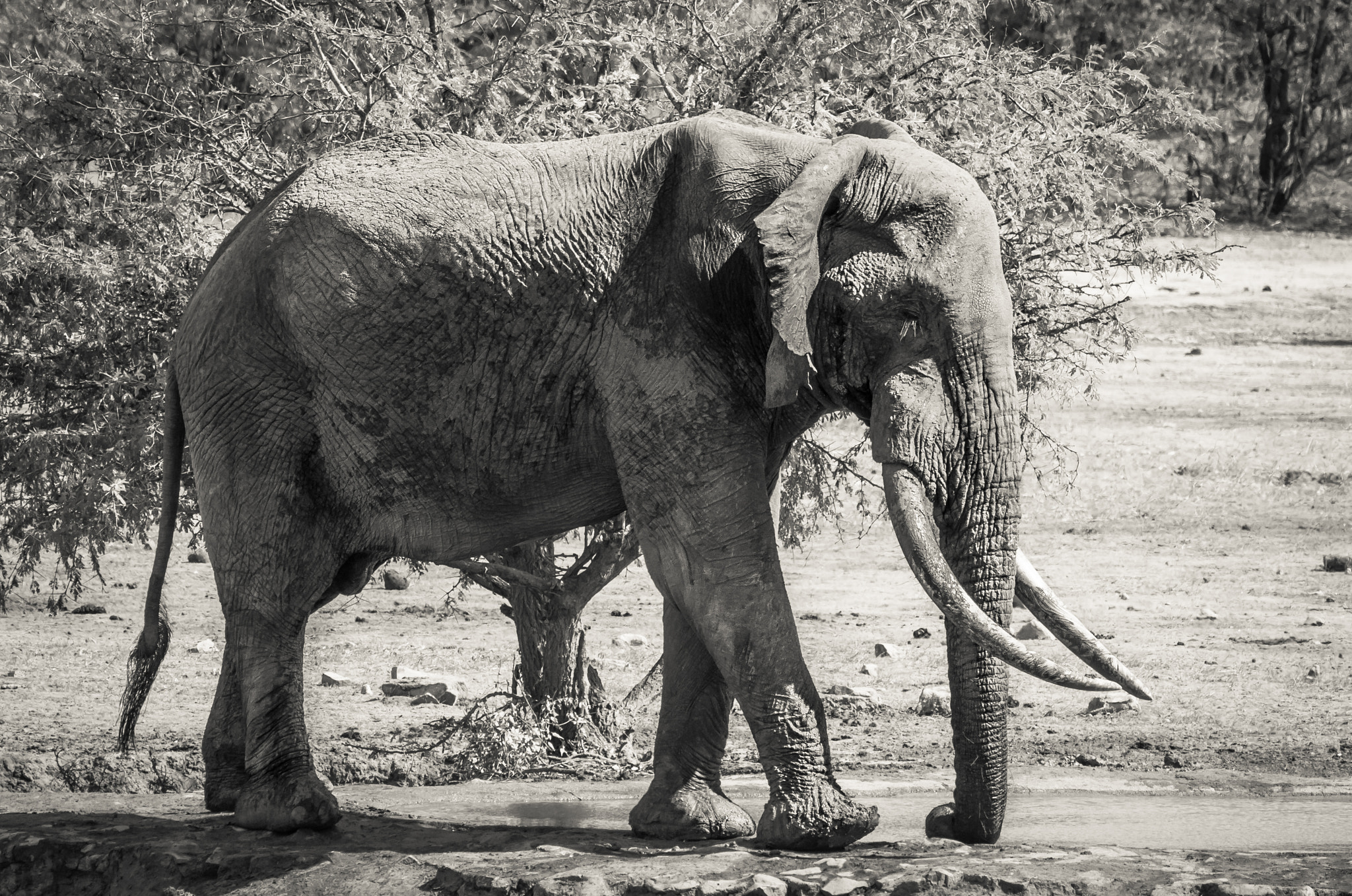 Pentax K-5 II sample photo. Big tusker photography