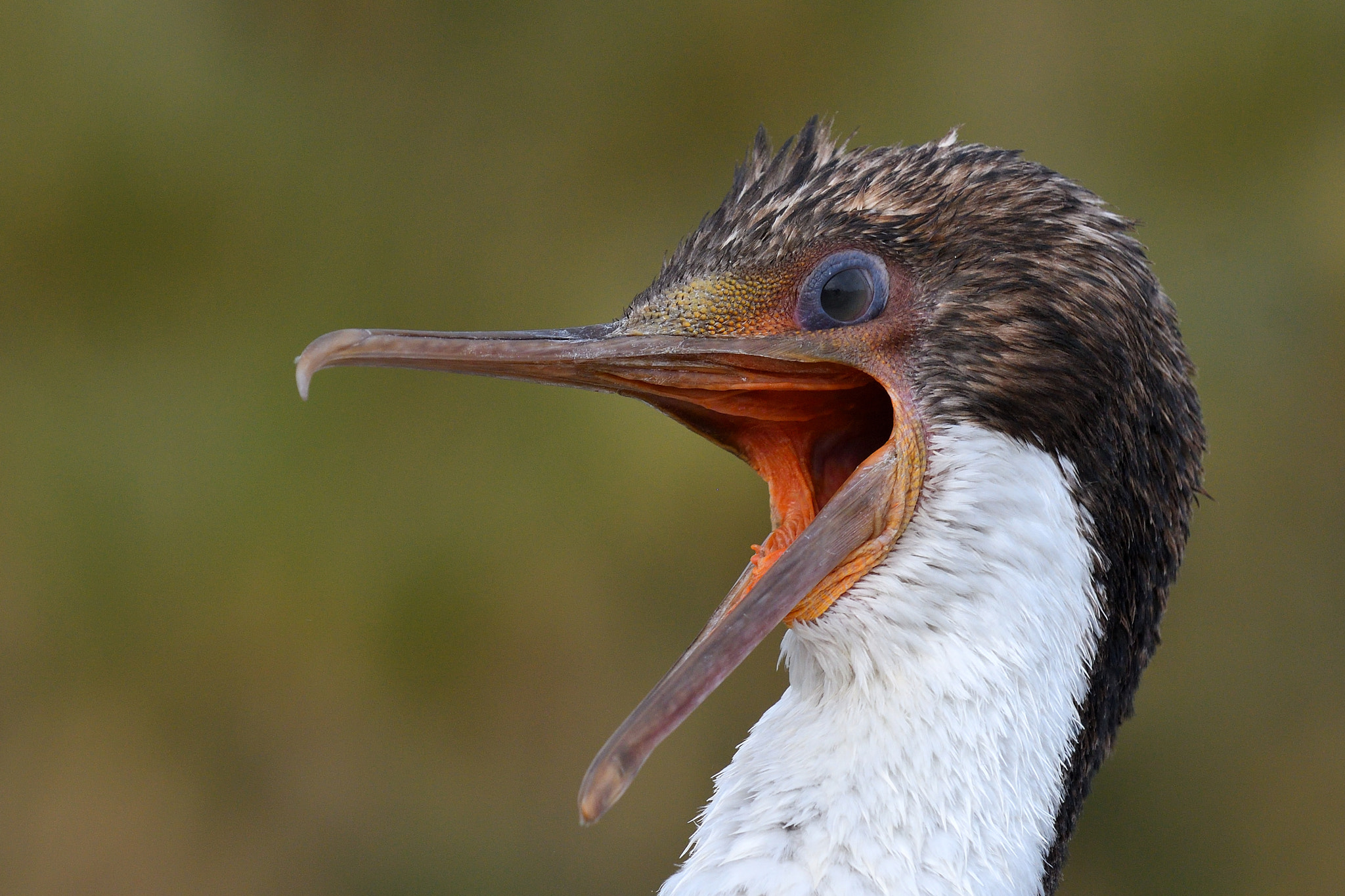 Nikon D500 sample photo. Imperial shag photography