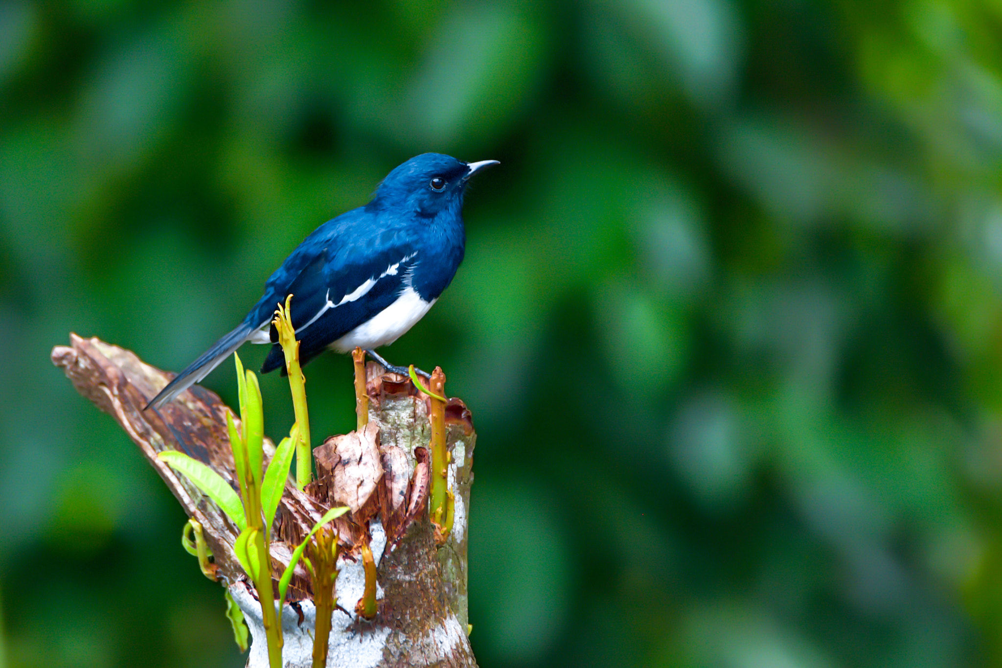 Nikon D810 sample photo. Oriental megpie robin photography