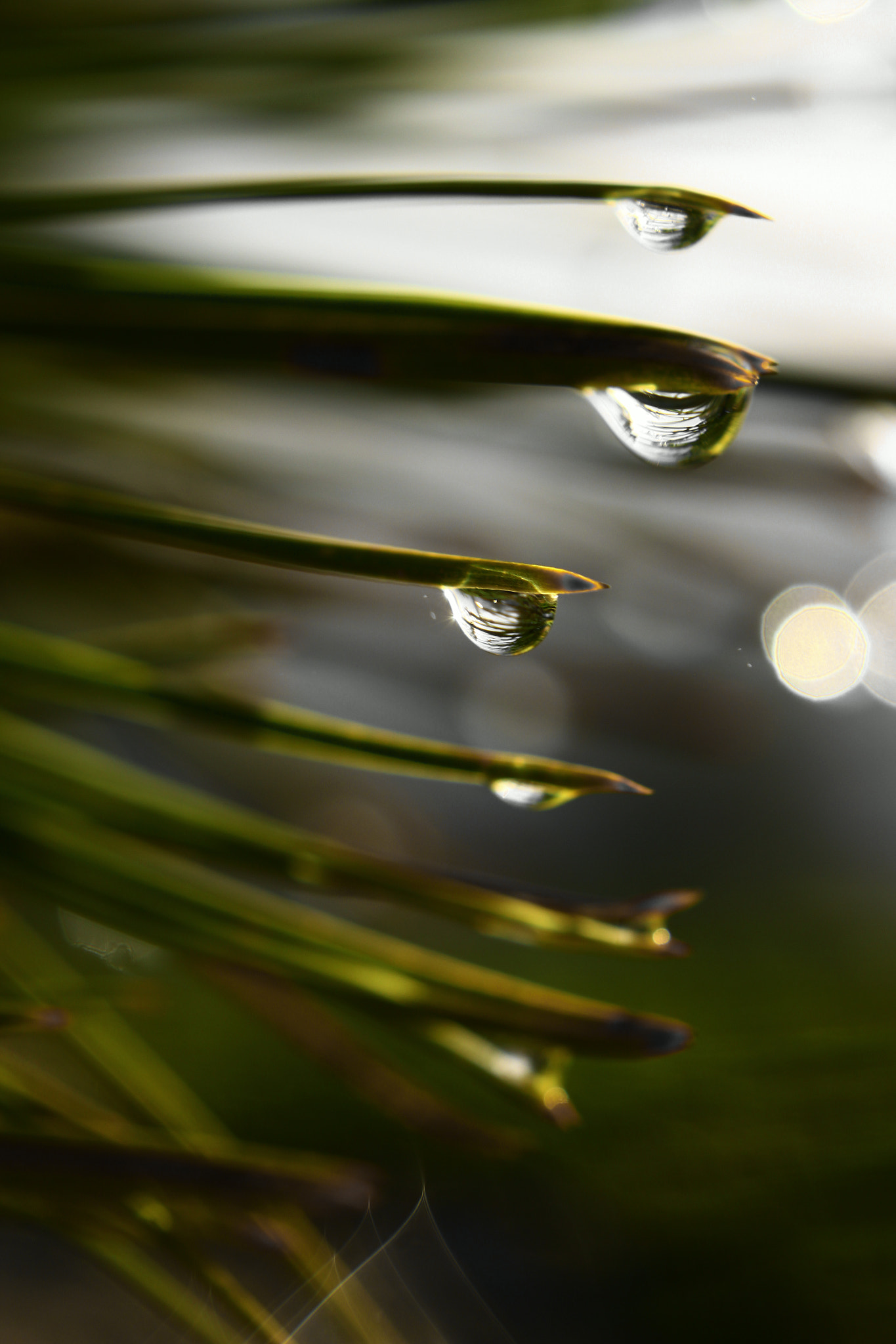 Canon EF 40mm F2.8 STM sample photo. Drops of water photography