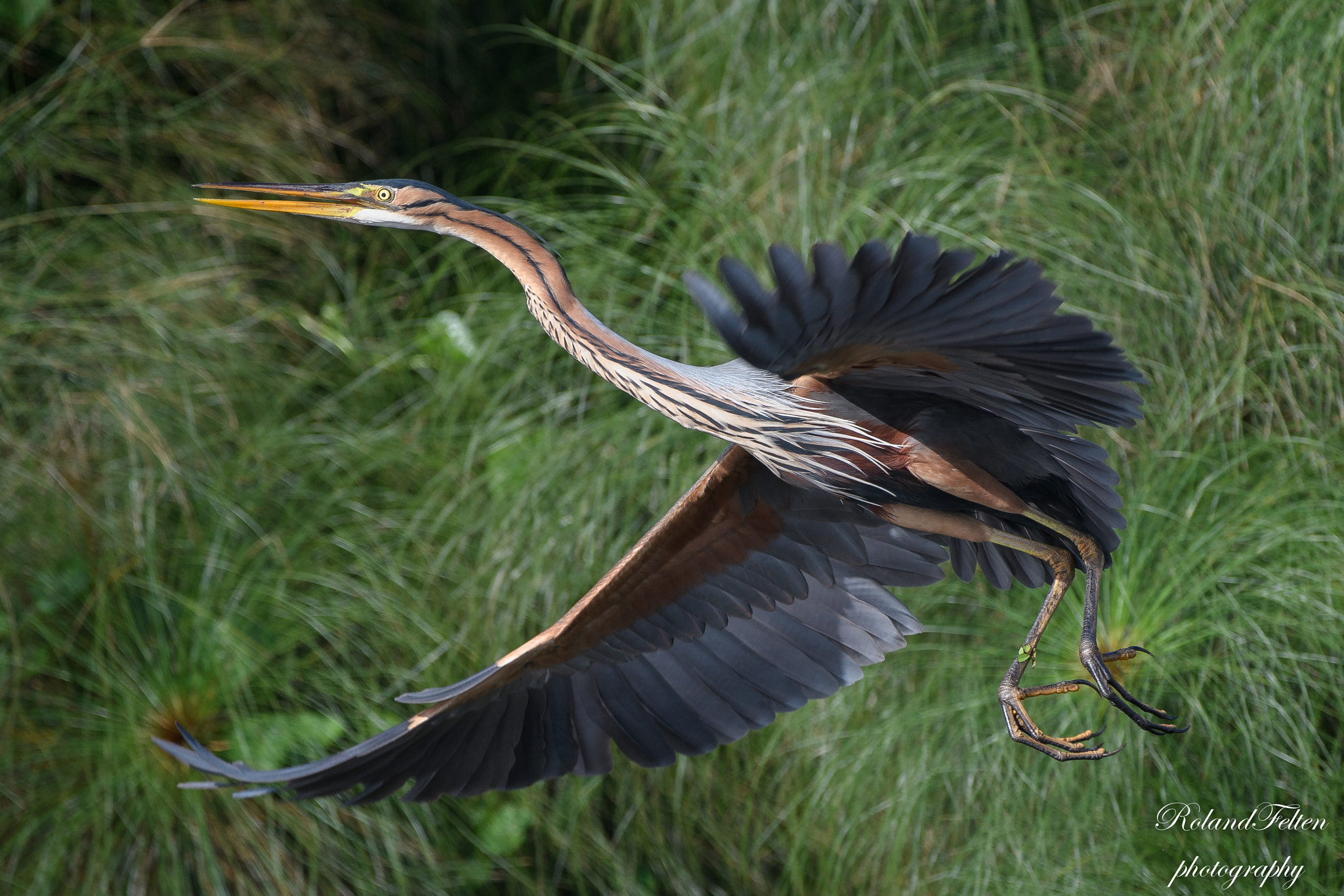 Nikon D500 + Nikon AF-S Nikkor 200-400mm F4G ED-IF VR sample photo. Purple heron flight photography