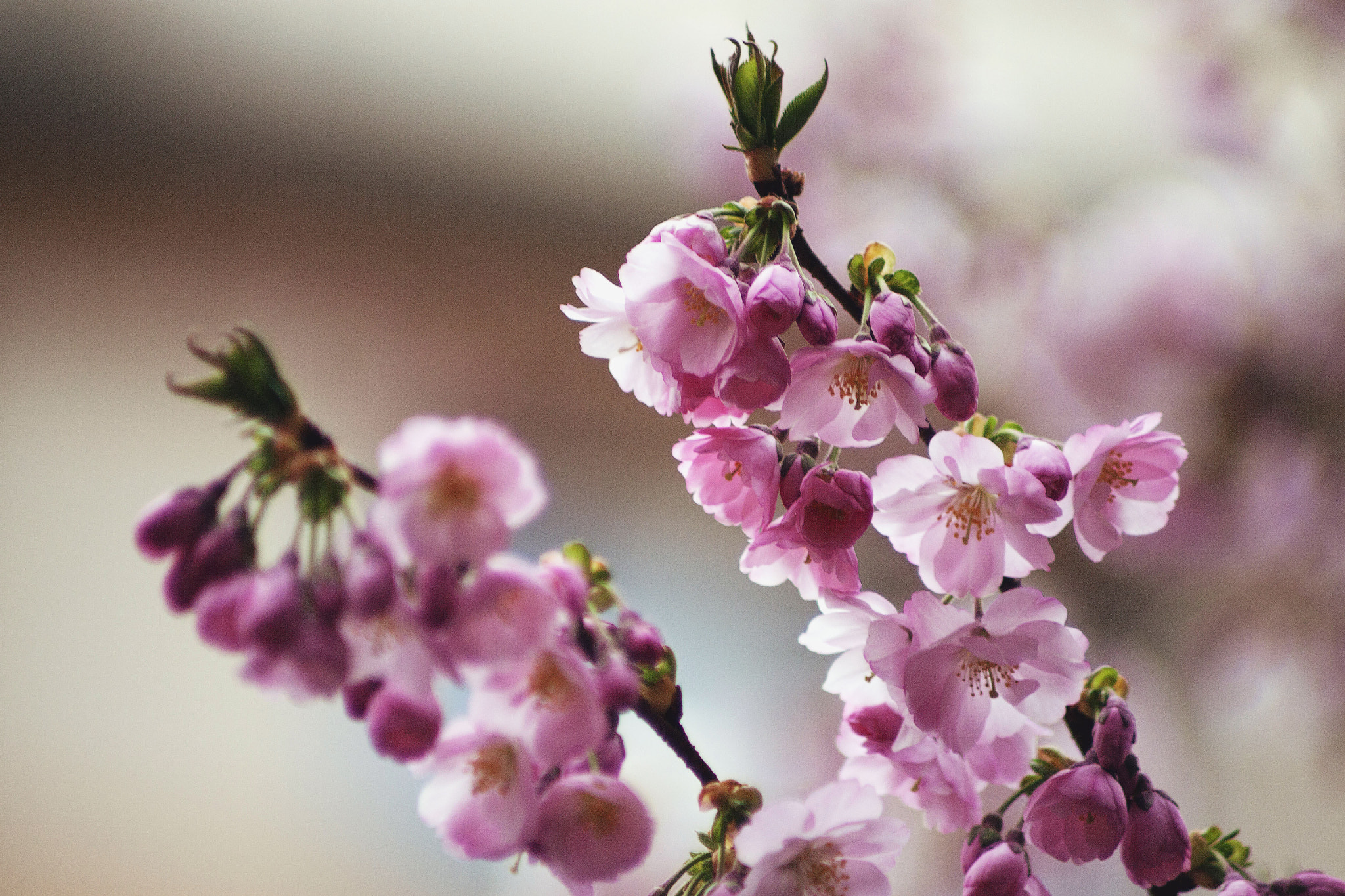 Canon EOS 50D + Canon EF 70-210mm f/4 sample photo. Spring time photography