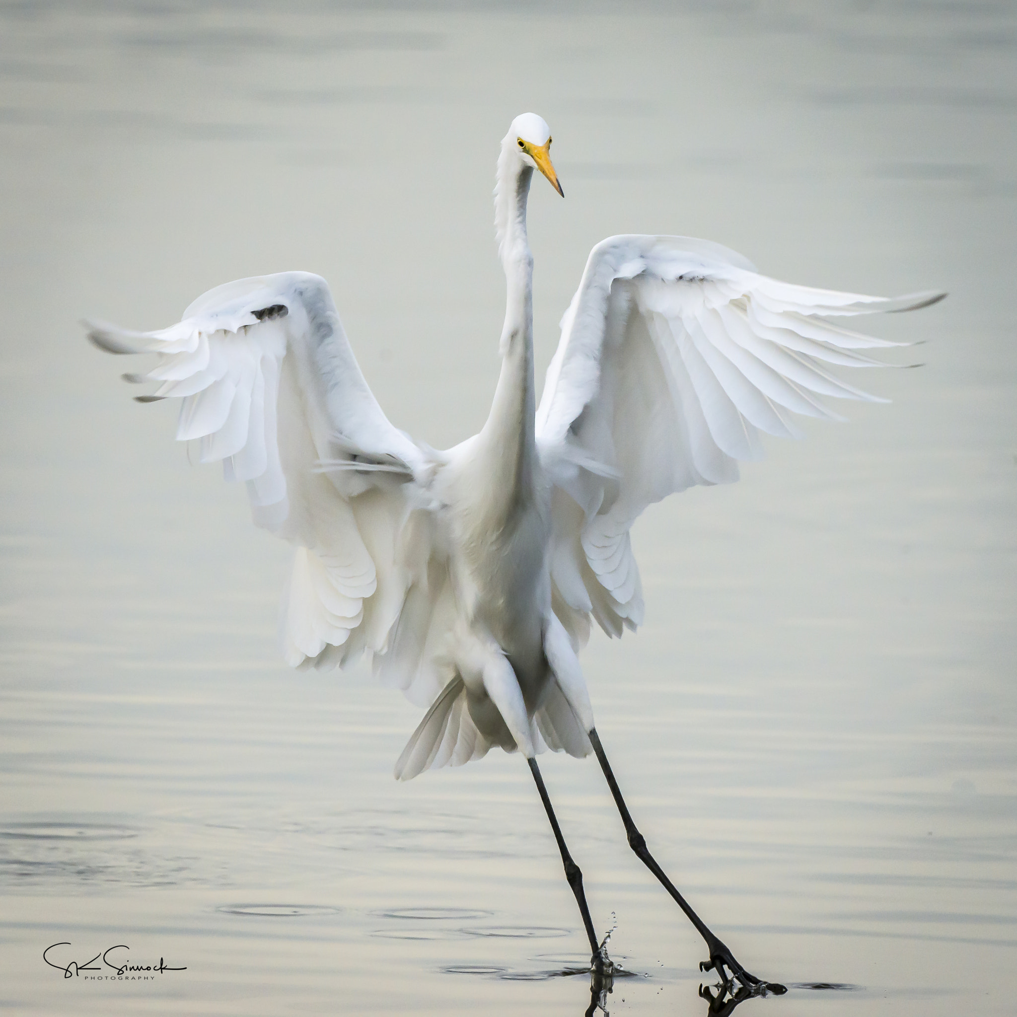 Nikon D800 sample photo. Great white egret photography