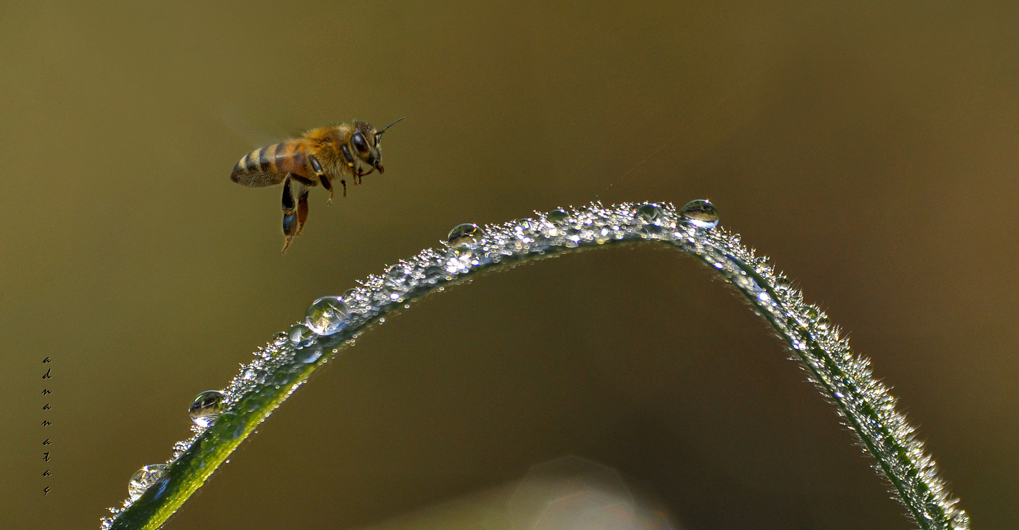 Sigma 70-300mm F4-5.6 APO DG Macro sample photo. Balarısı - apis mellifera photography