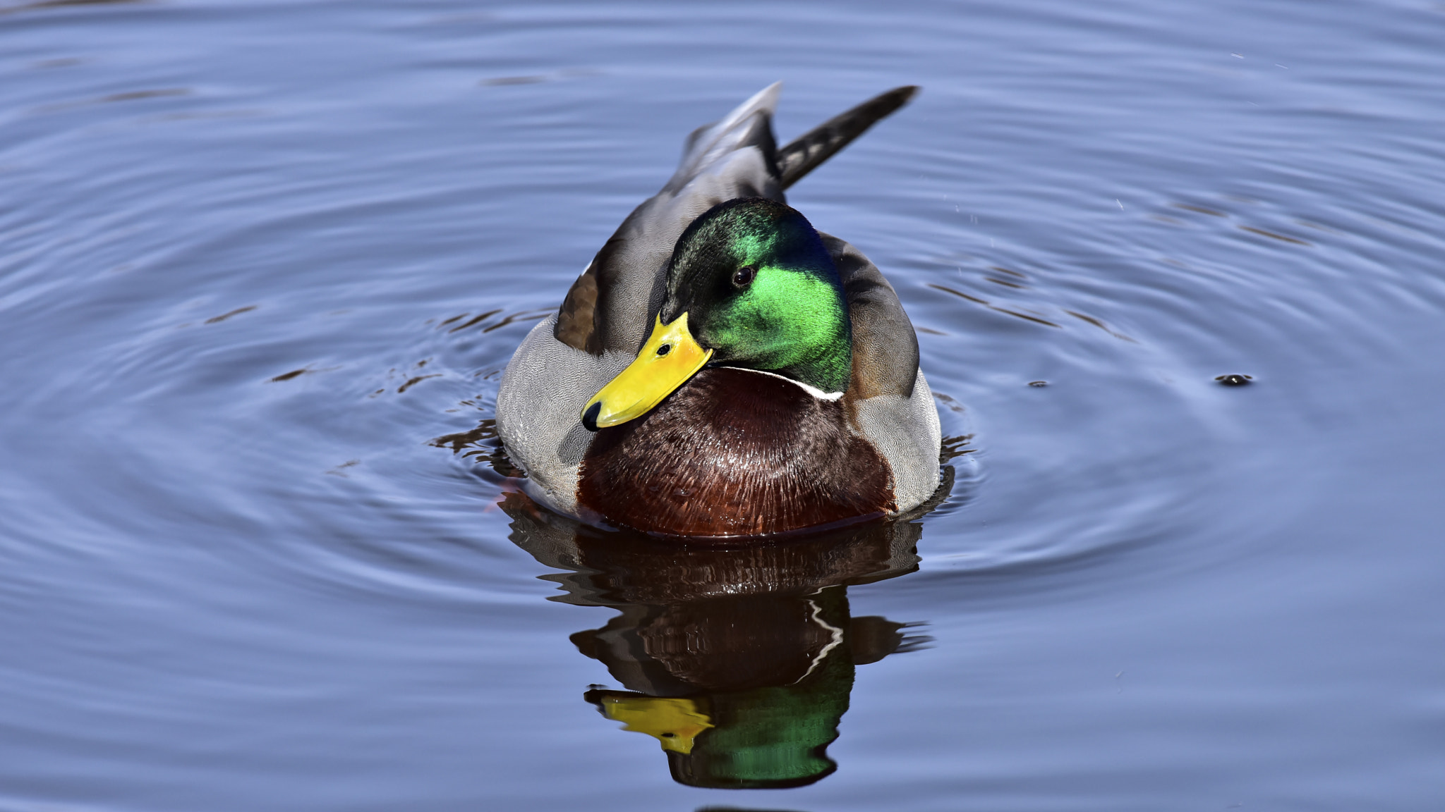Nikon AF-S Nikkor 200-500mm F5.6E ED VR sample photo. Mallard male photography