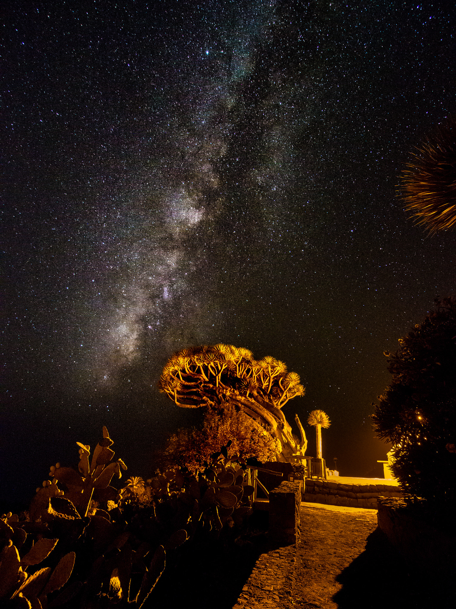 Olympus OM-D E-M5 sample photo. Dragon tree at night photography