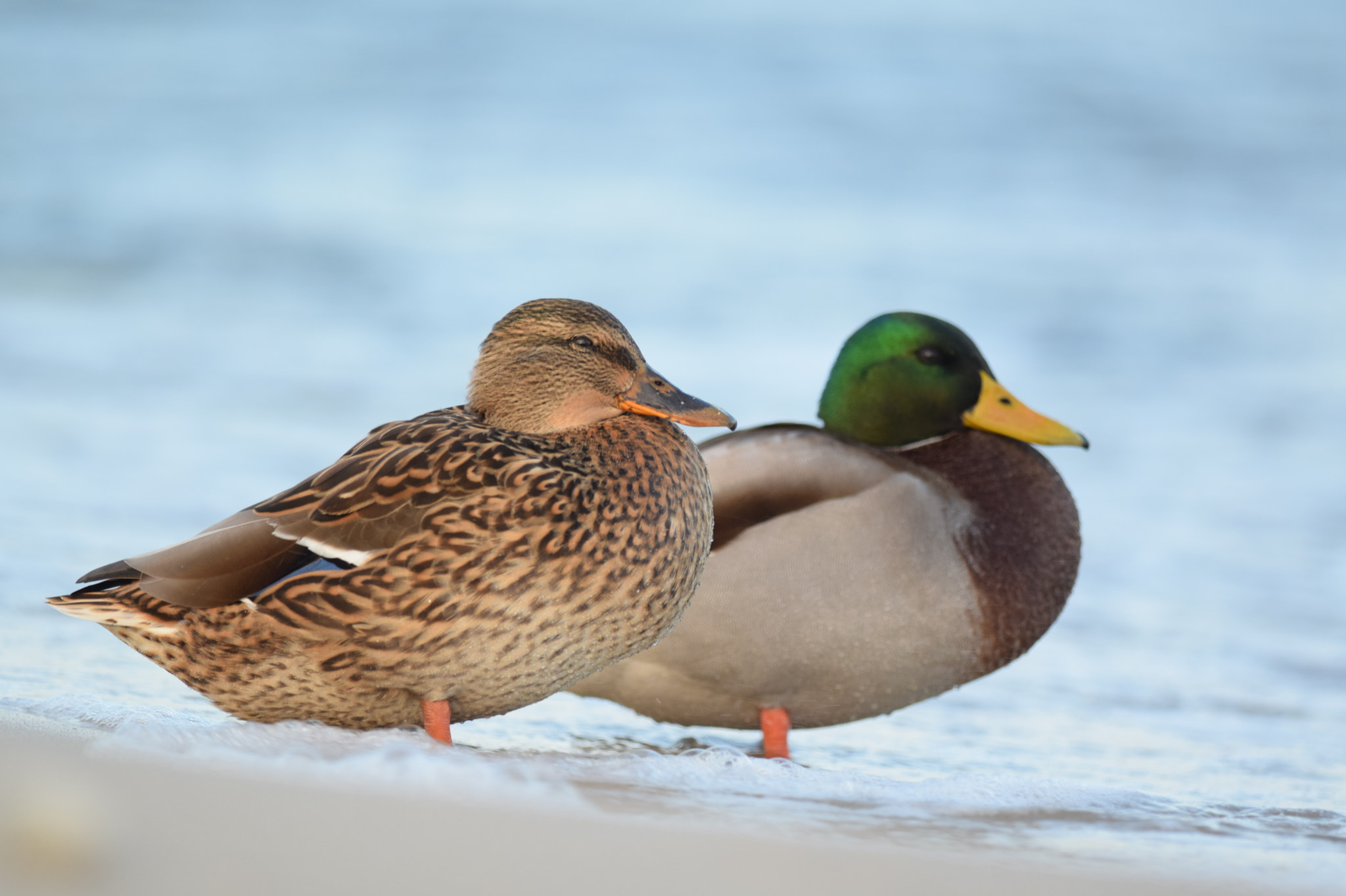 Nikon D5300 + Nikon AF-S Nikkor 300mm F4D ED-IF sample photo. A pair of mallard ducks. photography