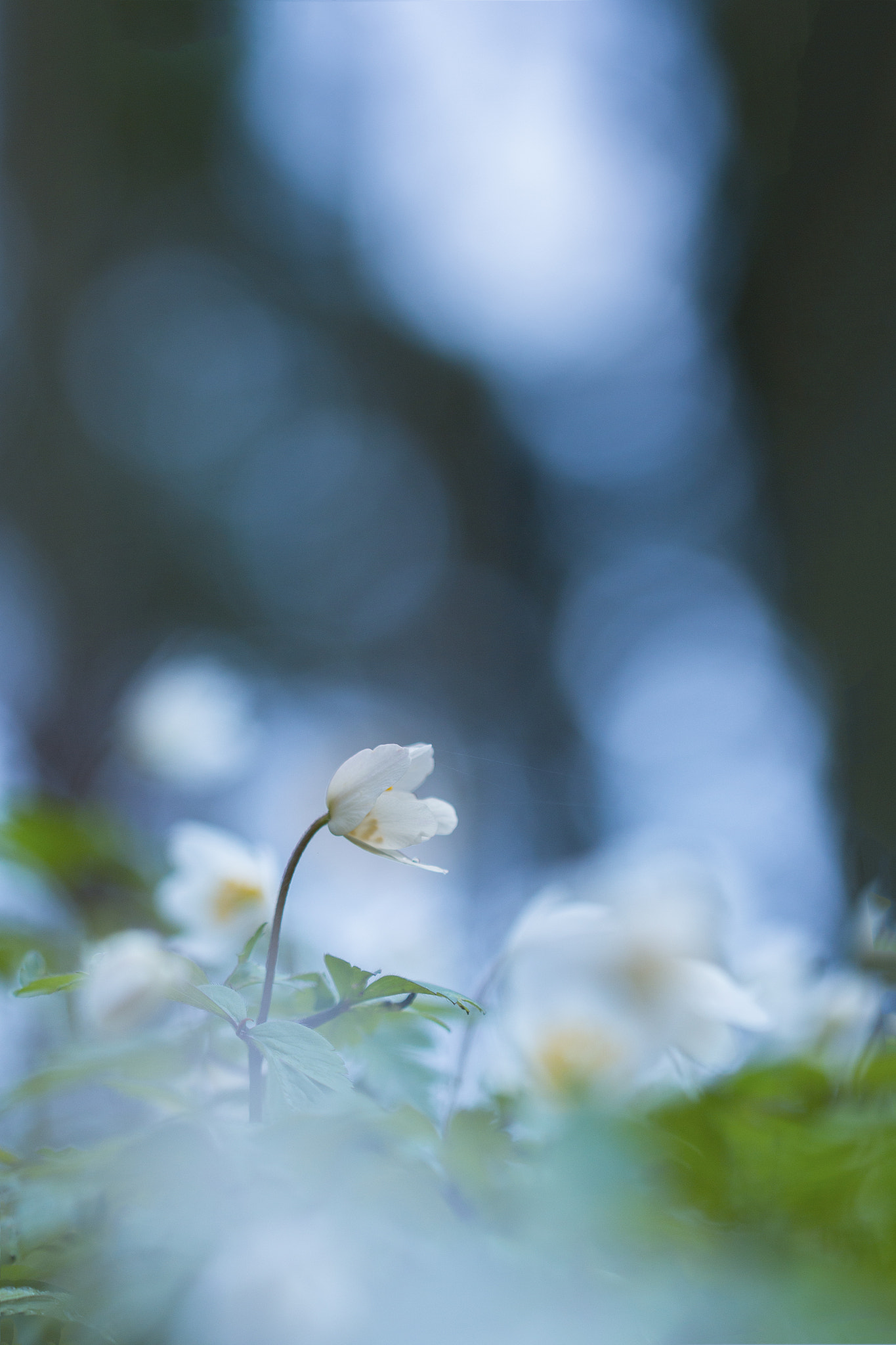 Canon EF 100mm F2.8L Macro IS USM sample photo. Anémone photography