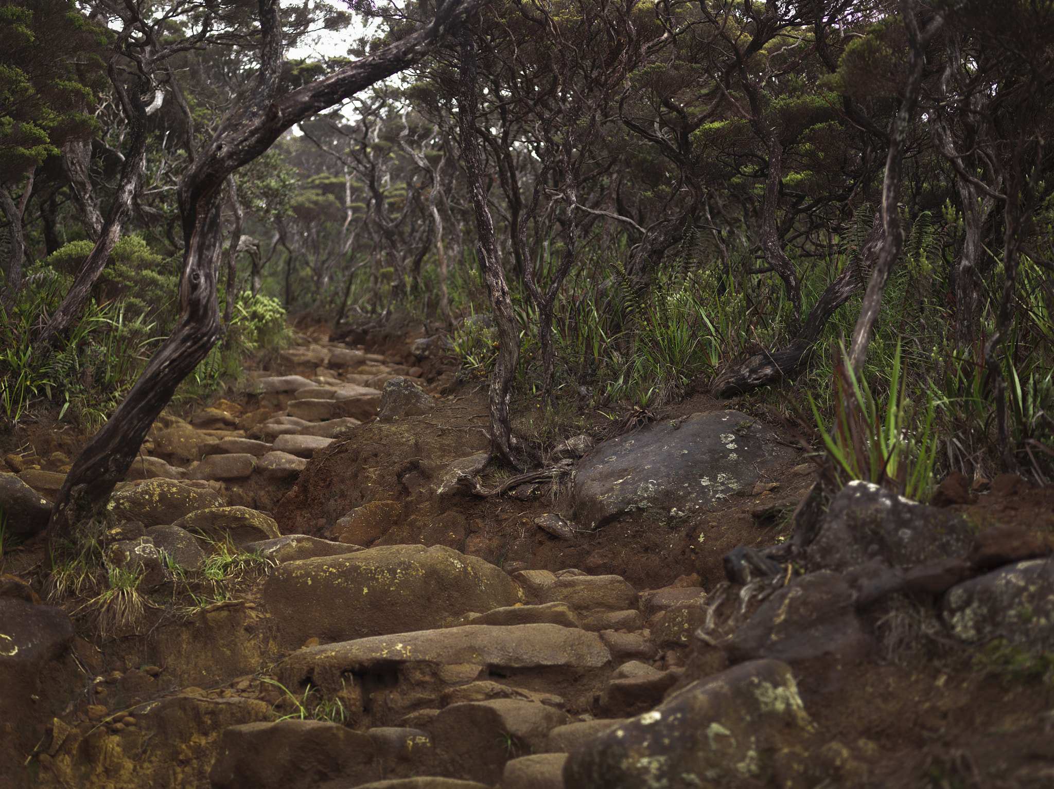 HC 80 sample photo. Trekking to kota kinabalu. borneo. malaysia. photography