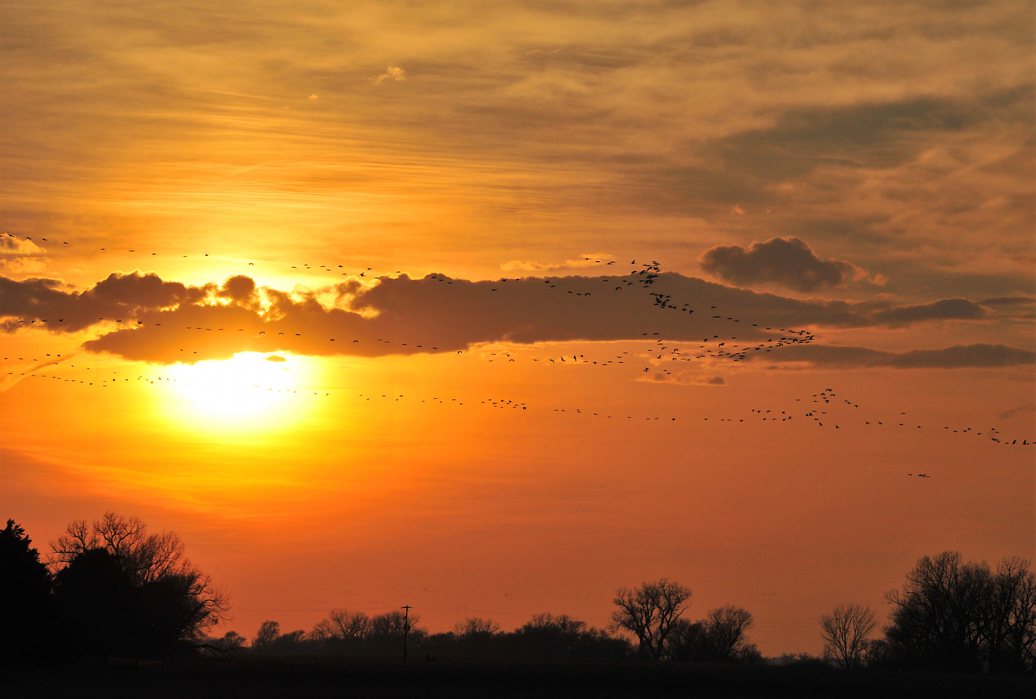 Nikon D700 sample photo. Cranes over south central nebraska at sunset photography