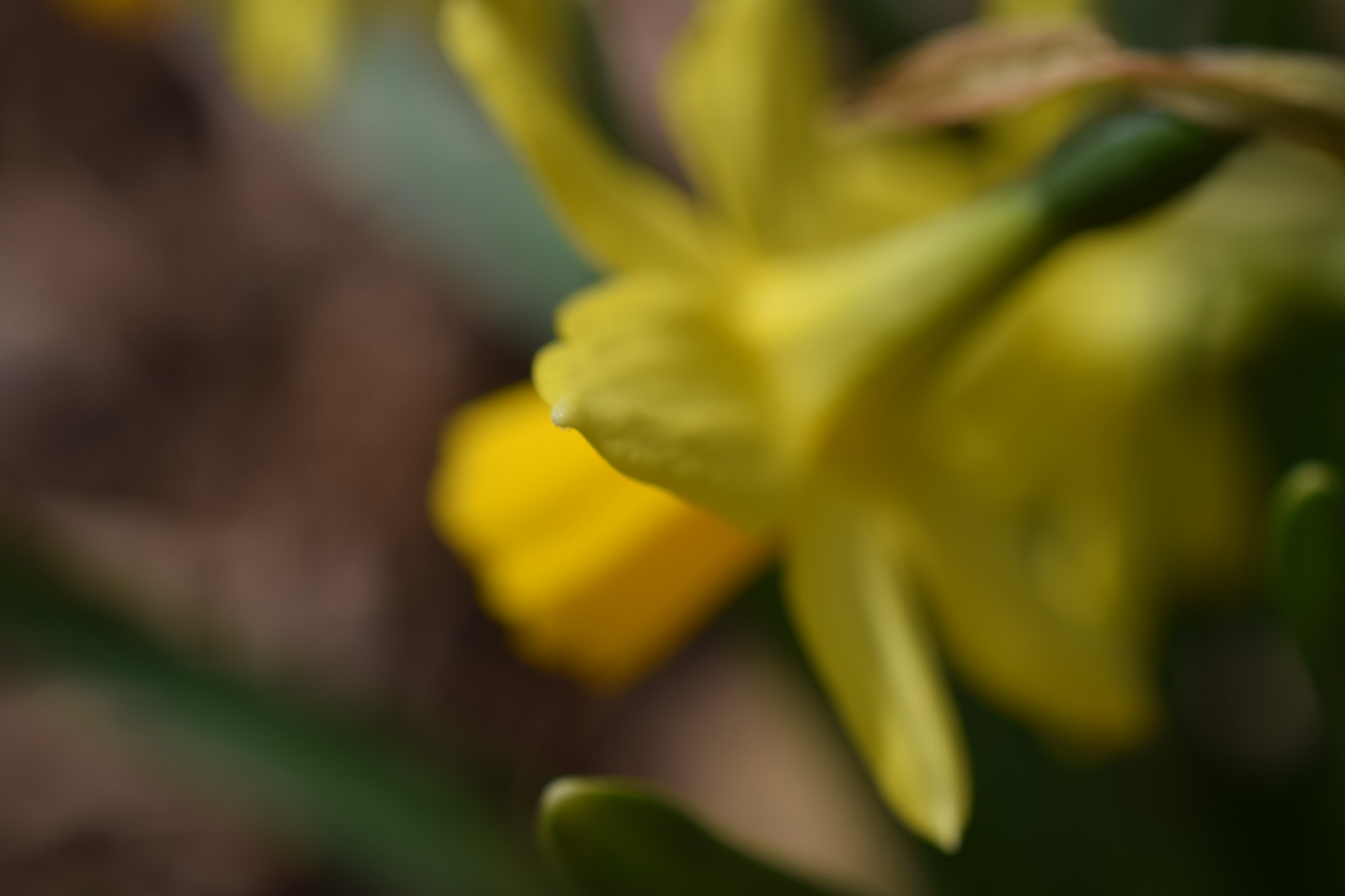 Nikon AF-S DX Micro Nikkor 40mm F2.8 sample photo. Daffodil dreams... photography