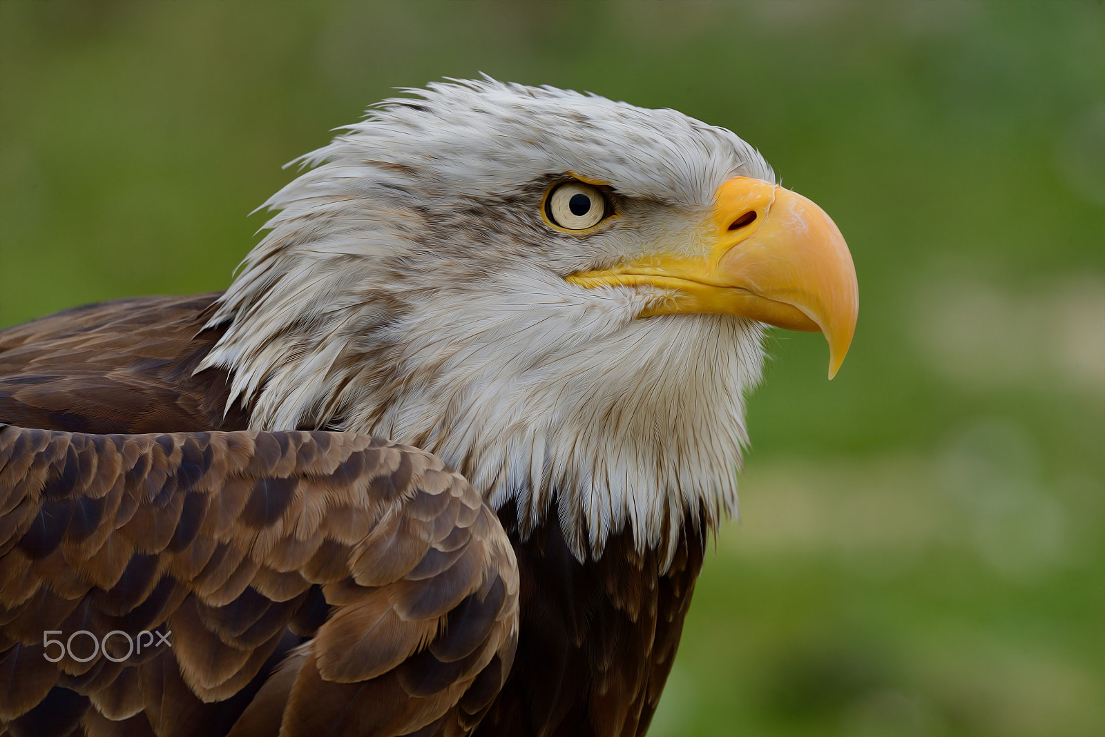 Nikon D800E + Sigma 150-600mm F5-6.3 DG OS HSM | S sample photo. Eagle portrait photography