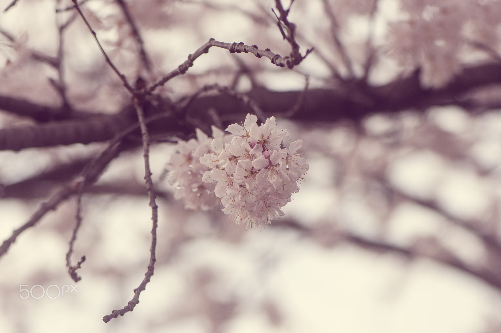Nikon D90 sample photo. Blooming tree photography