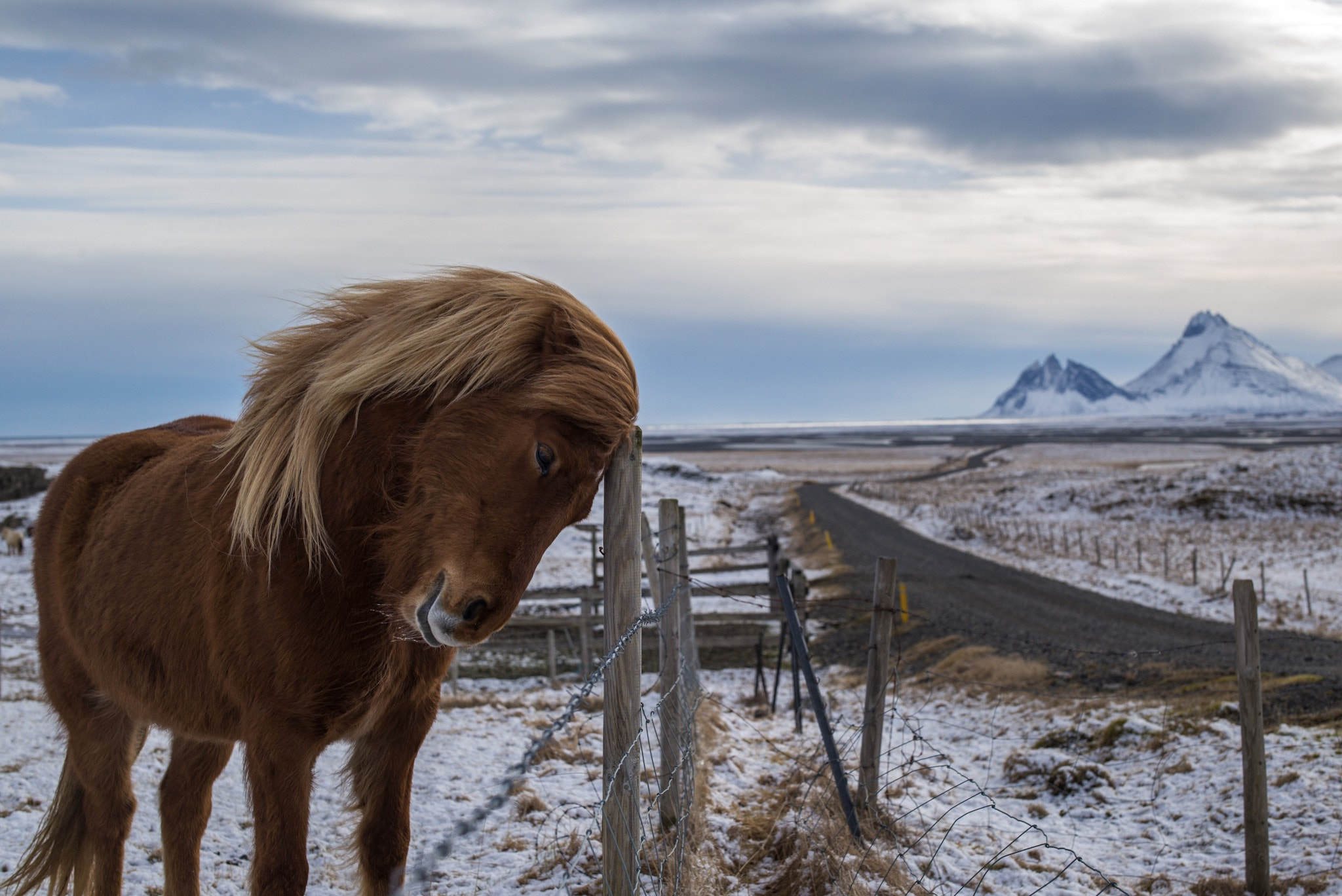 Leica Summilux-M 50mm F1.4 ASPH sample photo. Iceland 2017 photography