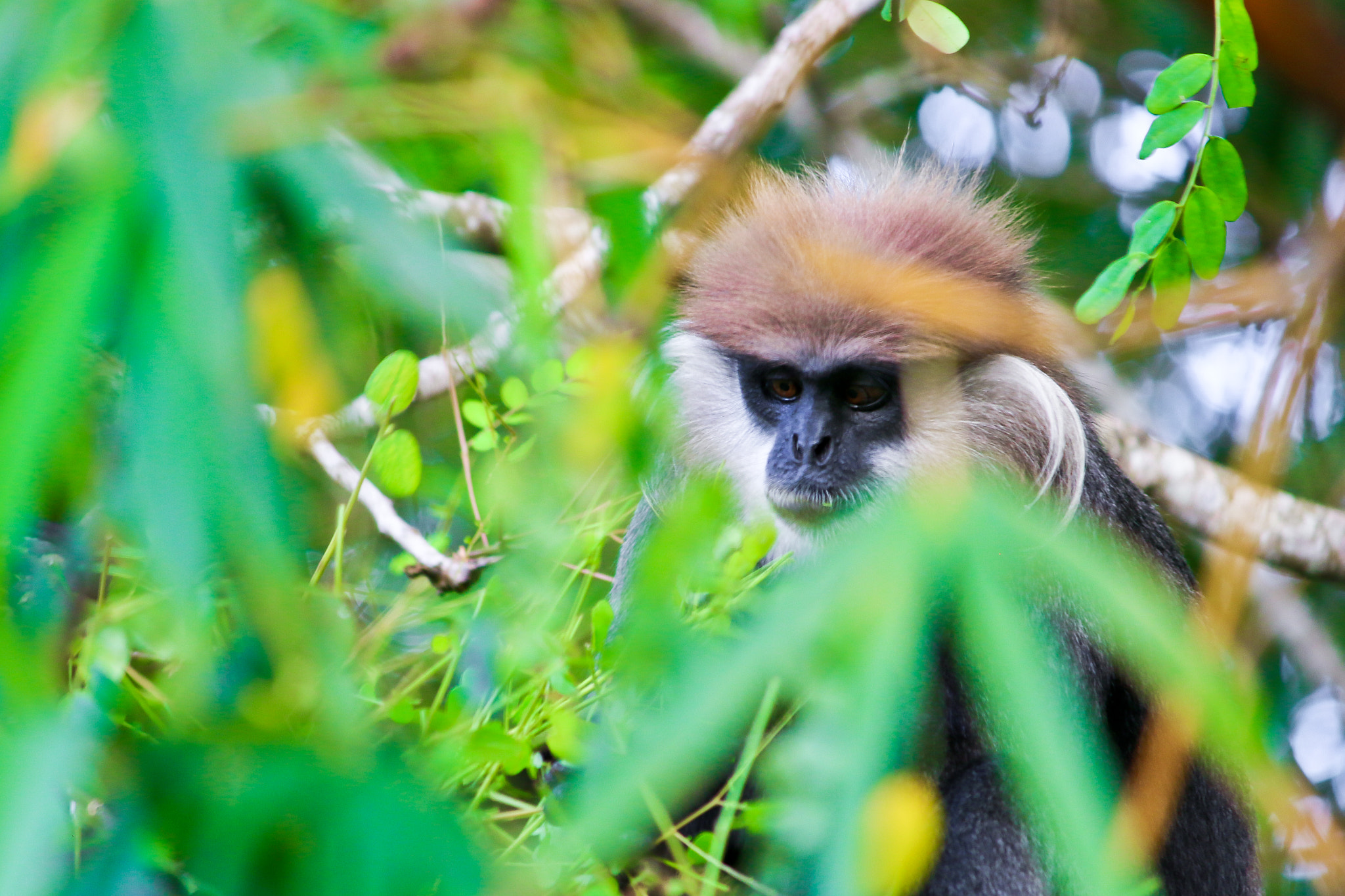 Canon EF-S 55-250mm F4-5.6 IS sample photo. Wild monkey in sri lanka photography