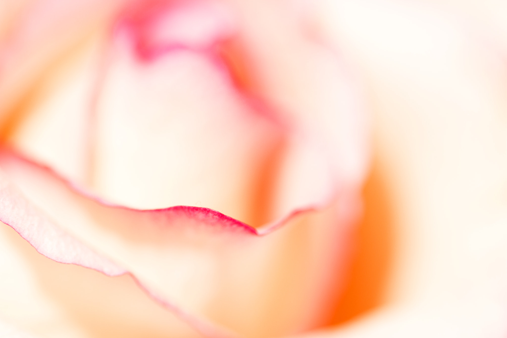 Canon EF 100mm F2.8 Macro USM sample photo. A hint of rose photography