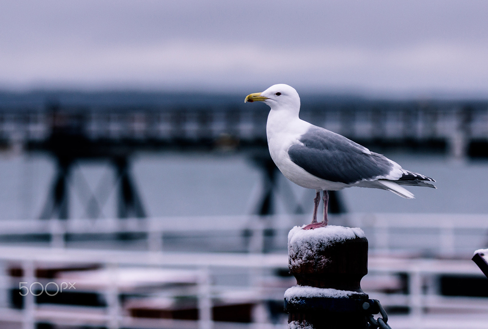 Canon EOS 60D + Canon EF 70-200mm F2.8L IS USM sample photo. Rest of the gull photography