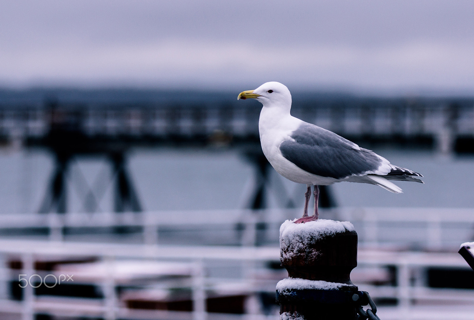 Canon EF 70-200mm F2.8L IS USM sample photo. Rest of the gull photography