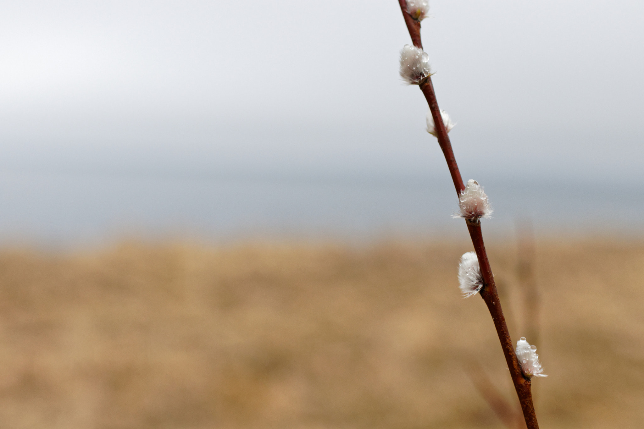 Canon EOS 80D + Sigma 30mm F1.4 EX DC HSM sample photo. Wet catkins photography